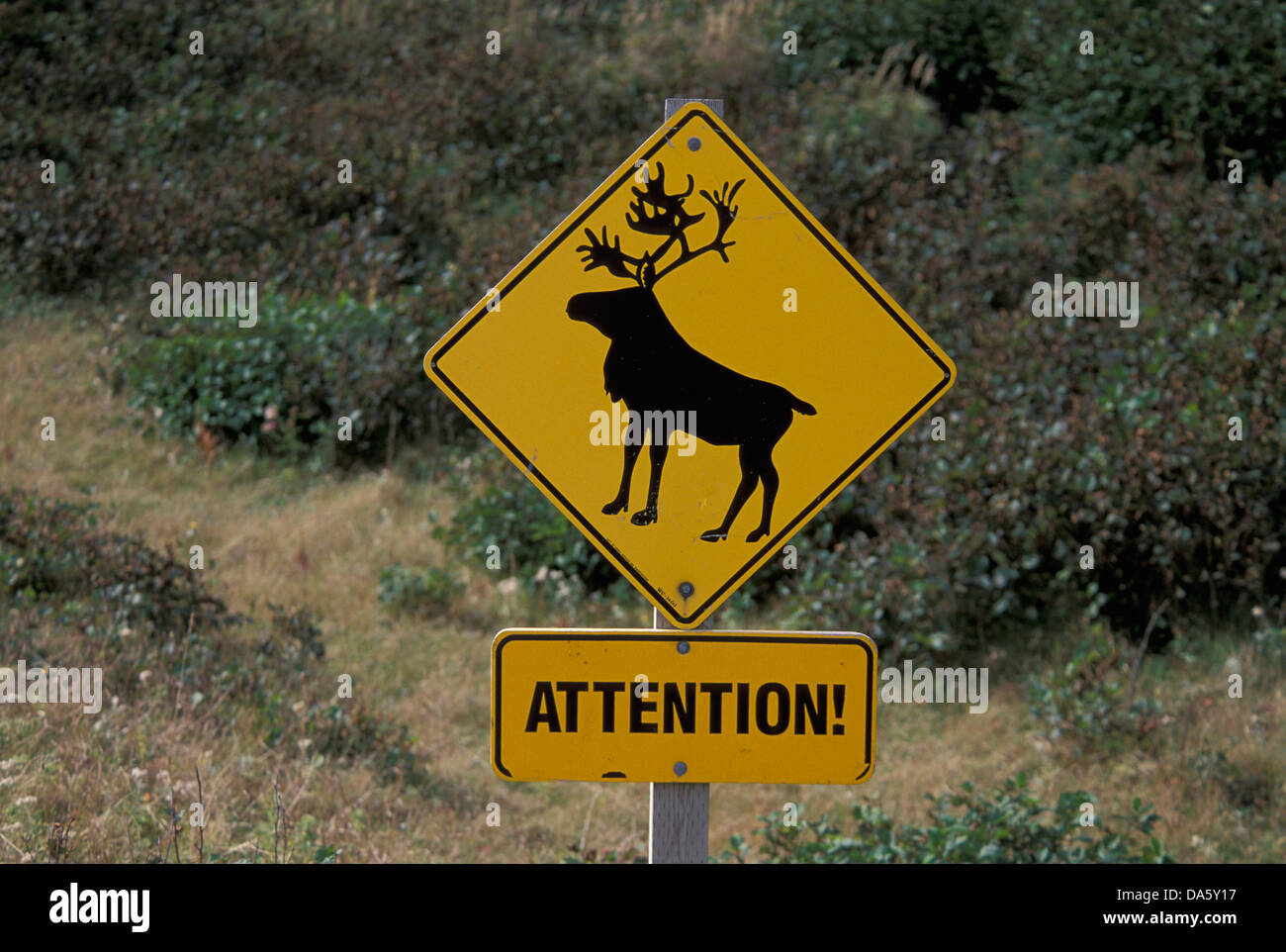 Attention, Elk, Gros, Morne, National Park, Newfoundland, Canada, sign, deer, jumping, caution, Stock Photo