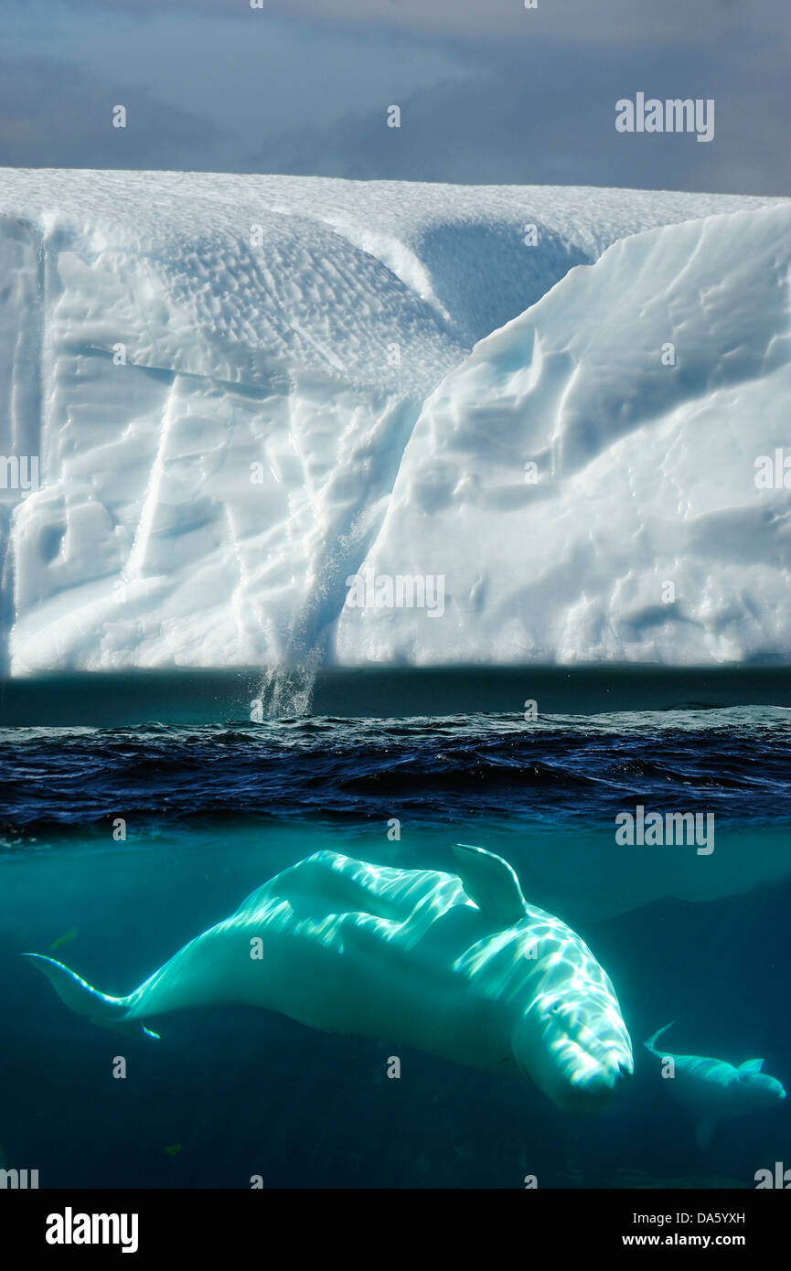 Beluga, Whale, Delphinapterus leucas, Iceberg, Twillingate, Newfoundland, Canada, ice, nature Stock Photo