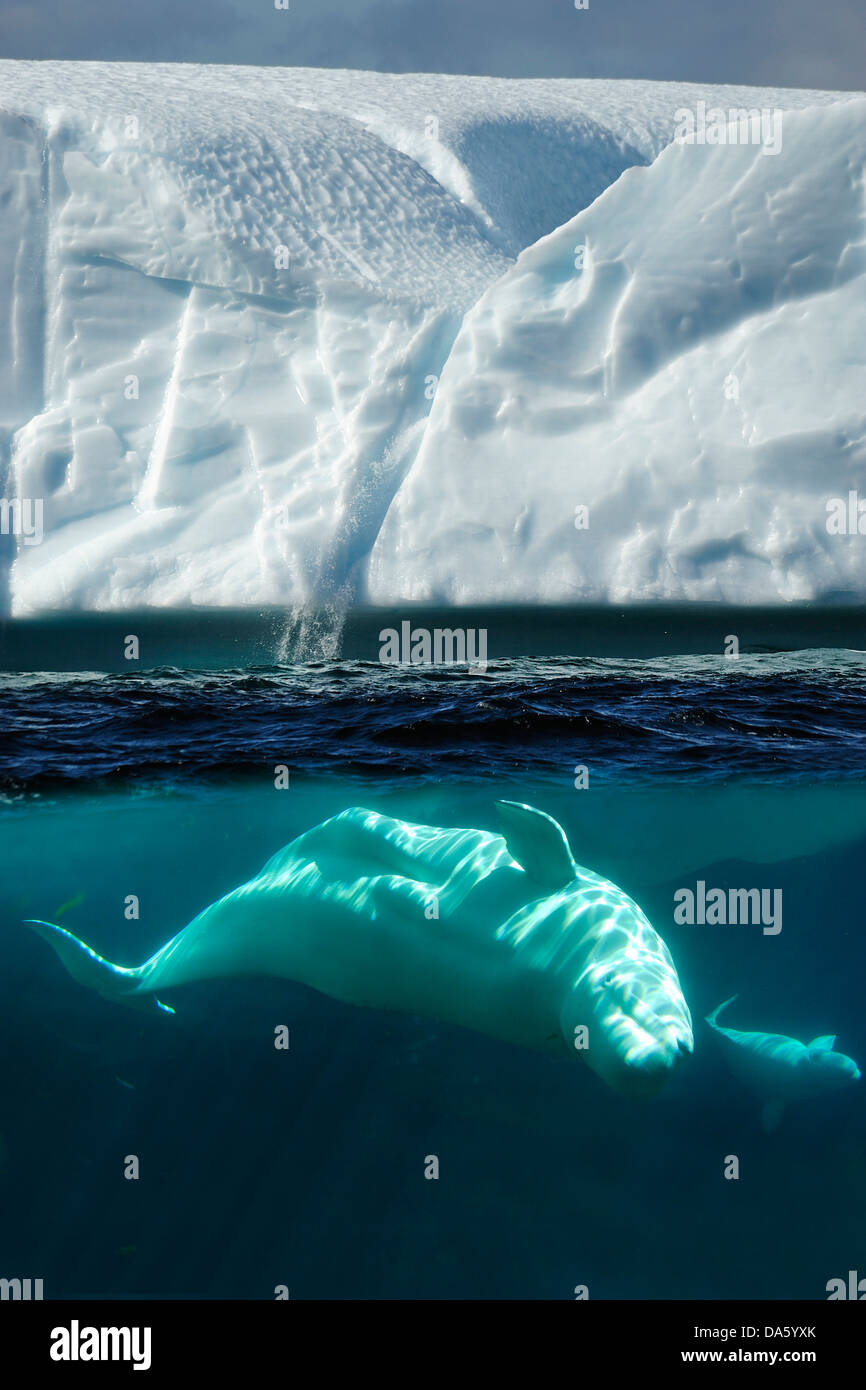 Beluga, Whale, Delphinapterus leucas, Iceberg, Twillingate, Newfoundland, Canada, ice, nature Stock Photo