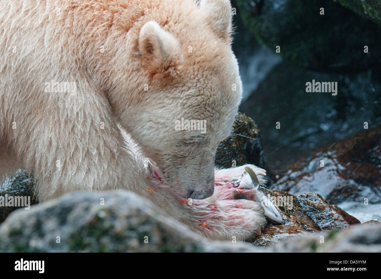 Only caviar or salmon roe will do for this Spirit Bear Stock Photo