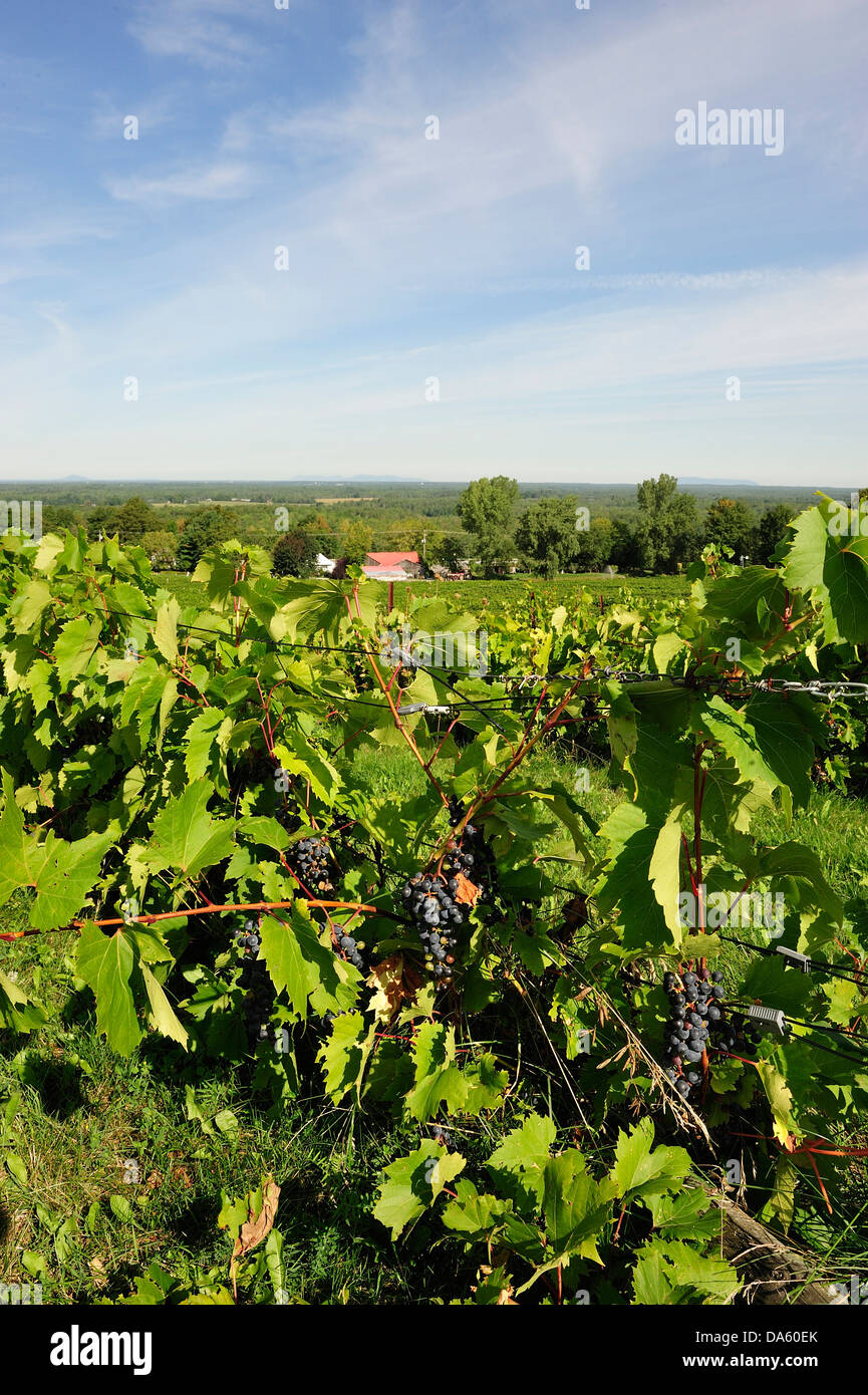 Canada, Eastern Townships, Wine Route, Farm, Quebec, Trees, Dunham, Vineyards, field, grapes, green, leaves, harvest, purple, re Stock Photo