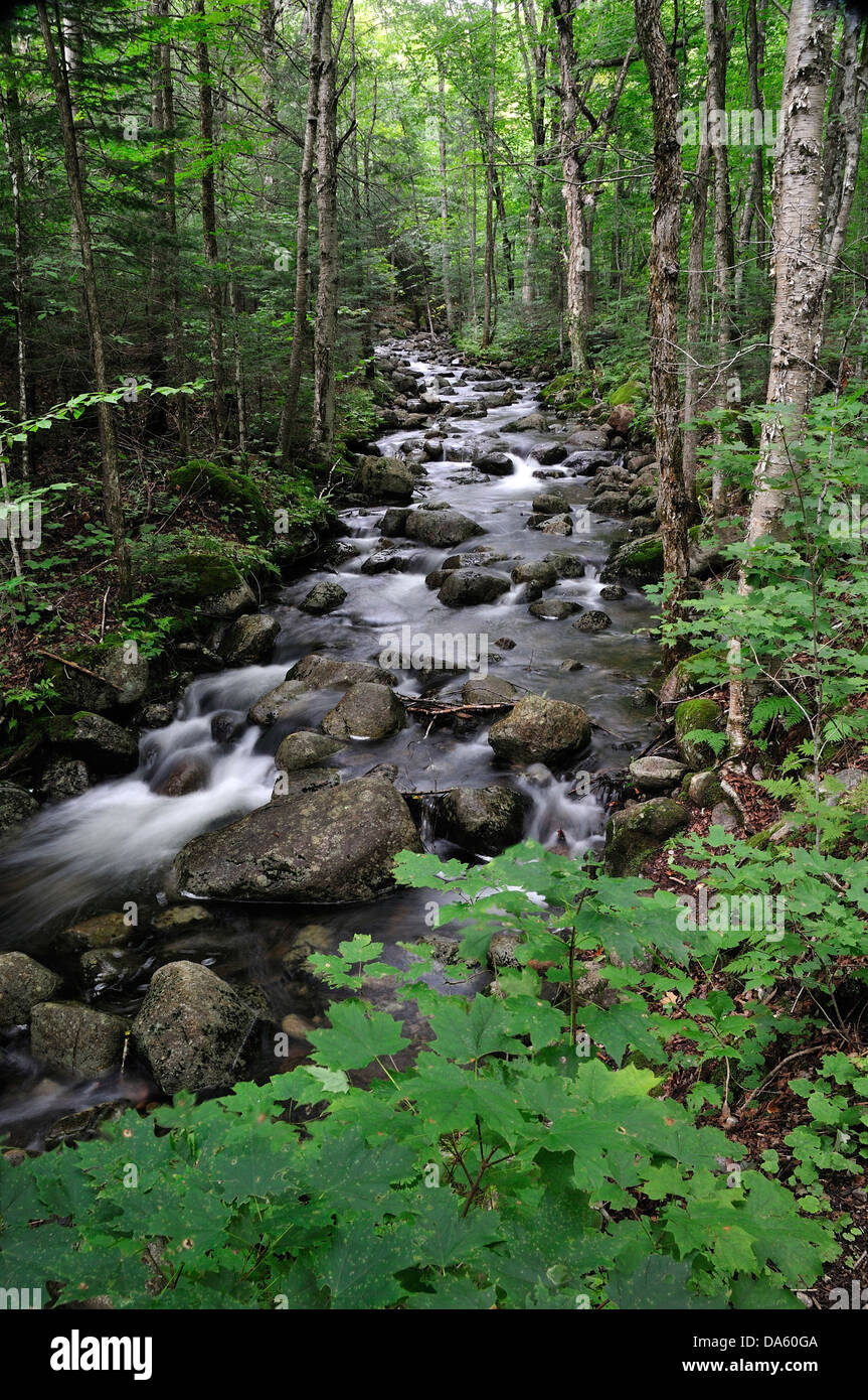 Canada, Creek, Green, National Park, Mont-Tremblant, Quebec, brushed, creek, flowing, water, forest, leaves, stream Stock Photo