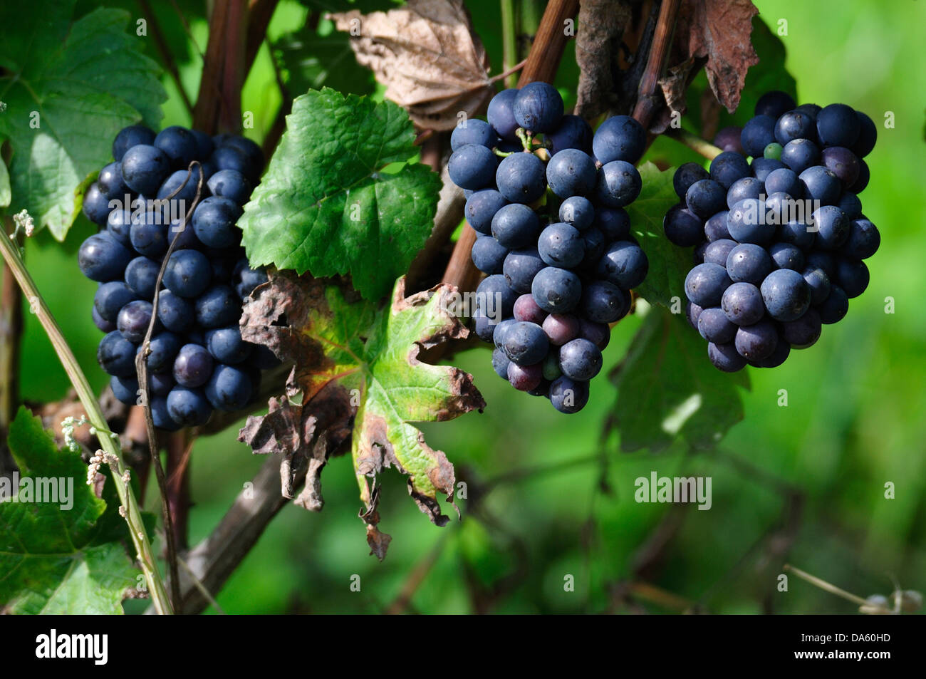 Canada, Eastern Townships, Wine Route, Farm, Quebec, Vineyards Dunham, fruit, grapes, green, leaves, horizontal, produce, purple Stock Photo