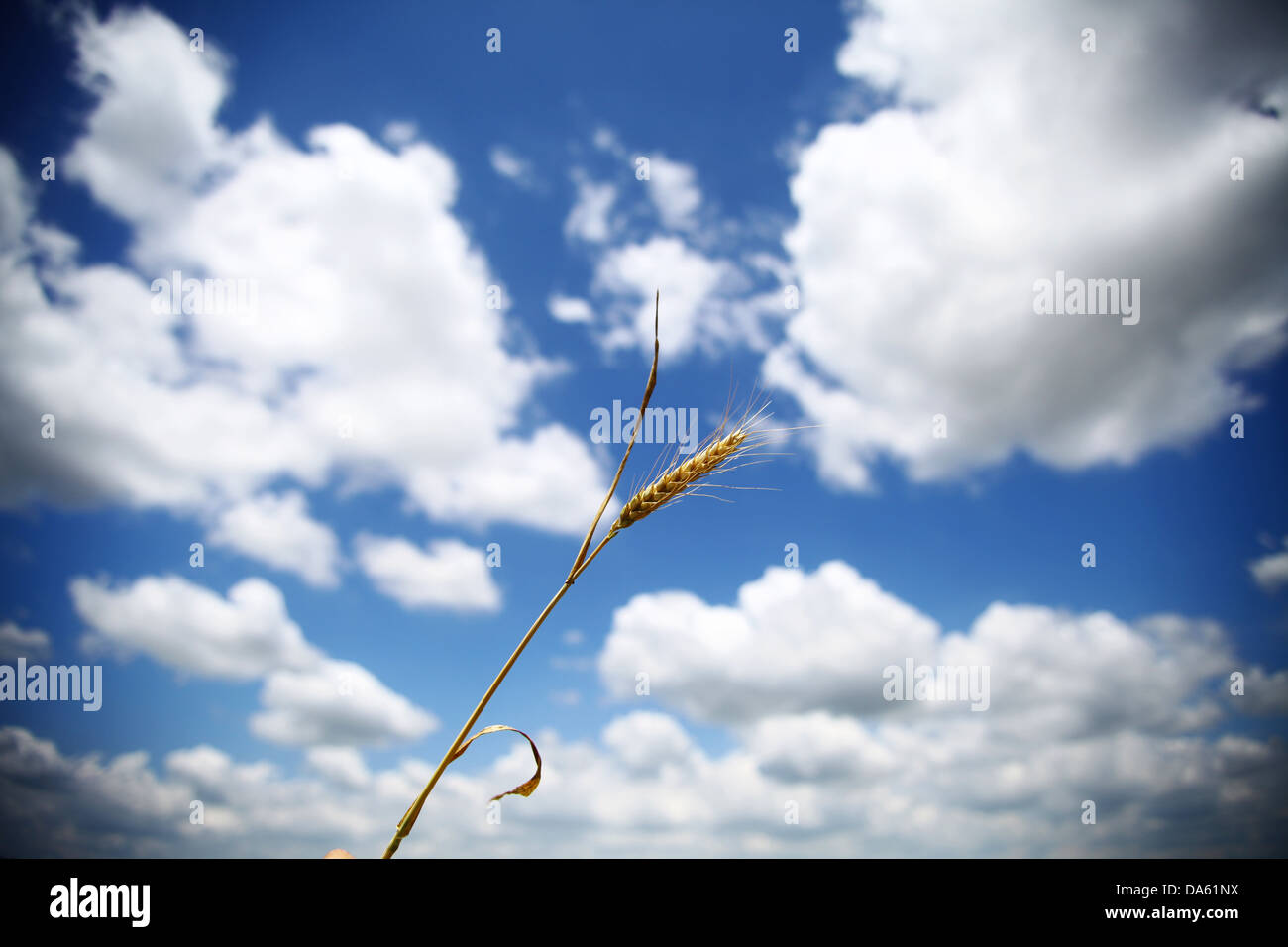 A straw of wheat against a blue cloudy sky Stock Photo