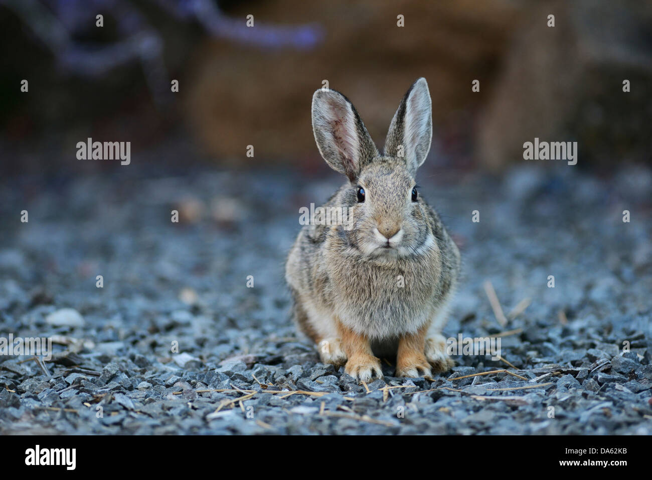 USA, United States, America, North America, Pacific Northwest, Oregon, rabbit, eastern cottentail, Sylvilagus floridanus, Deschu Stock Photo