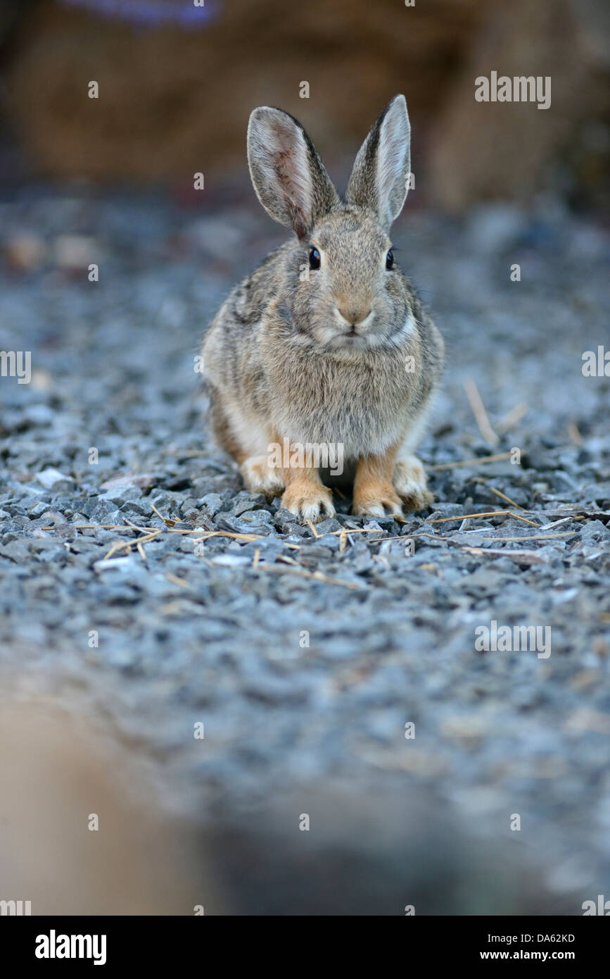 USA, United States, America, North America, Pacific Northwest, Oregon, rabbit, eastern cottentail, Sylvilagus floridanus, Deschu Stock Photo