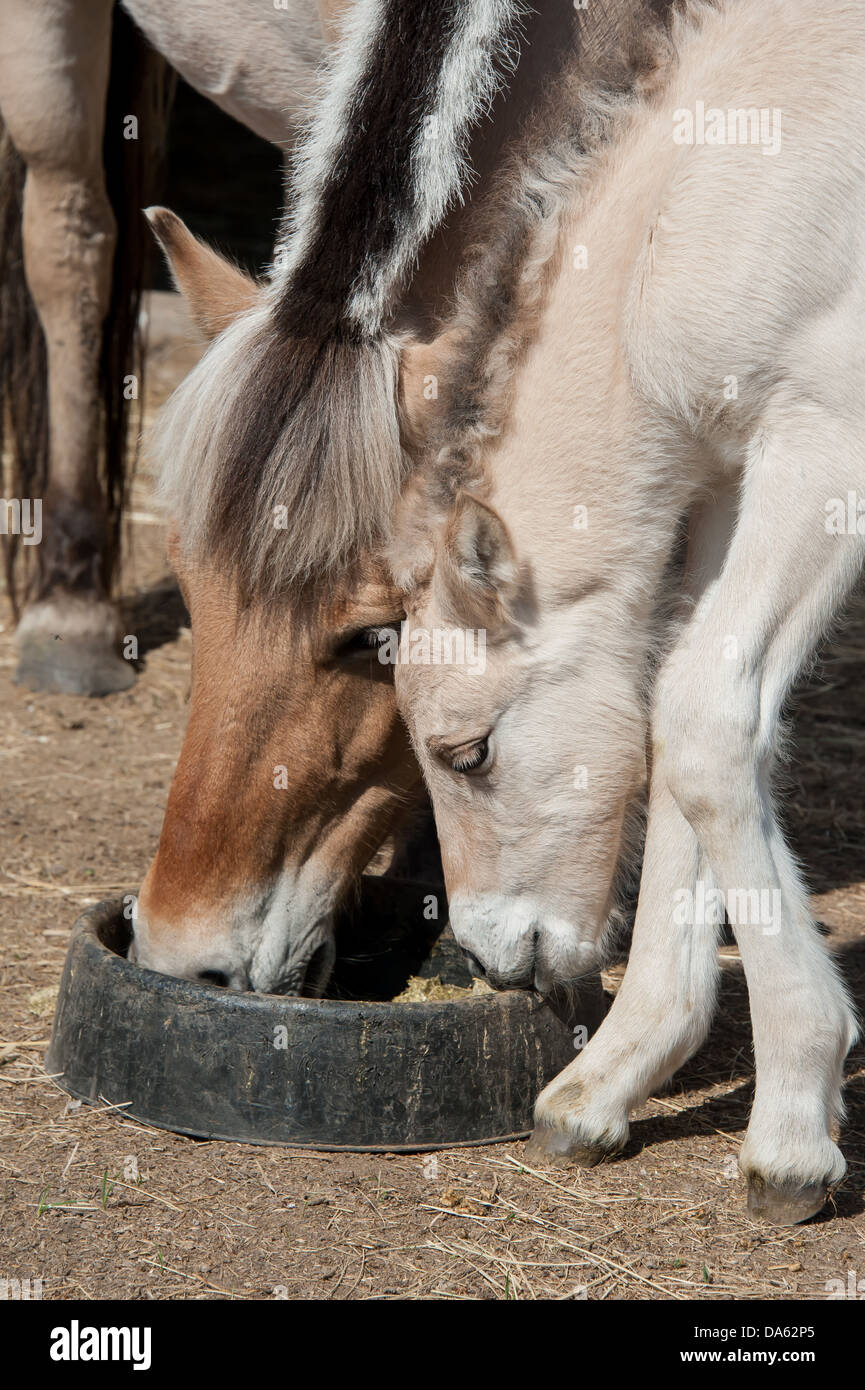 A Fjord horse colt and mare eat out of the same bowl in Stevensville, Montana. Stock Photo