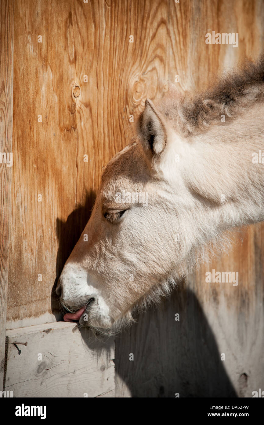 A Fjord horse colt licks on the side of the barn in Stevensville, Montana. Stock Photo