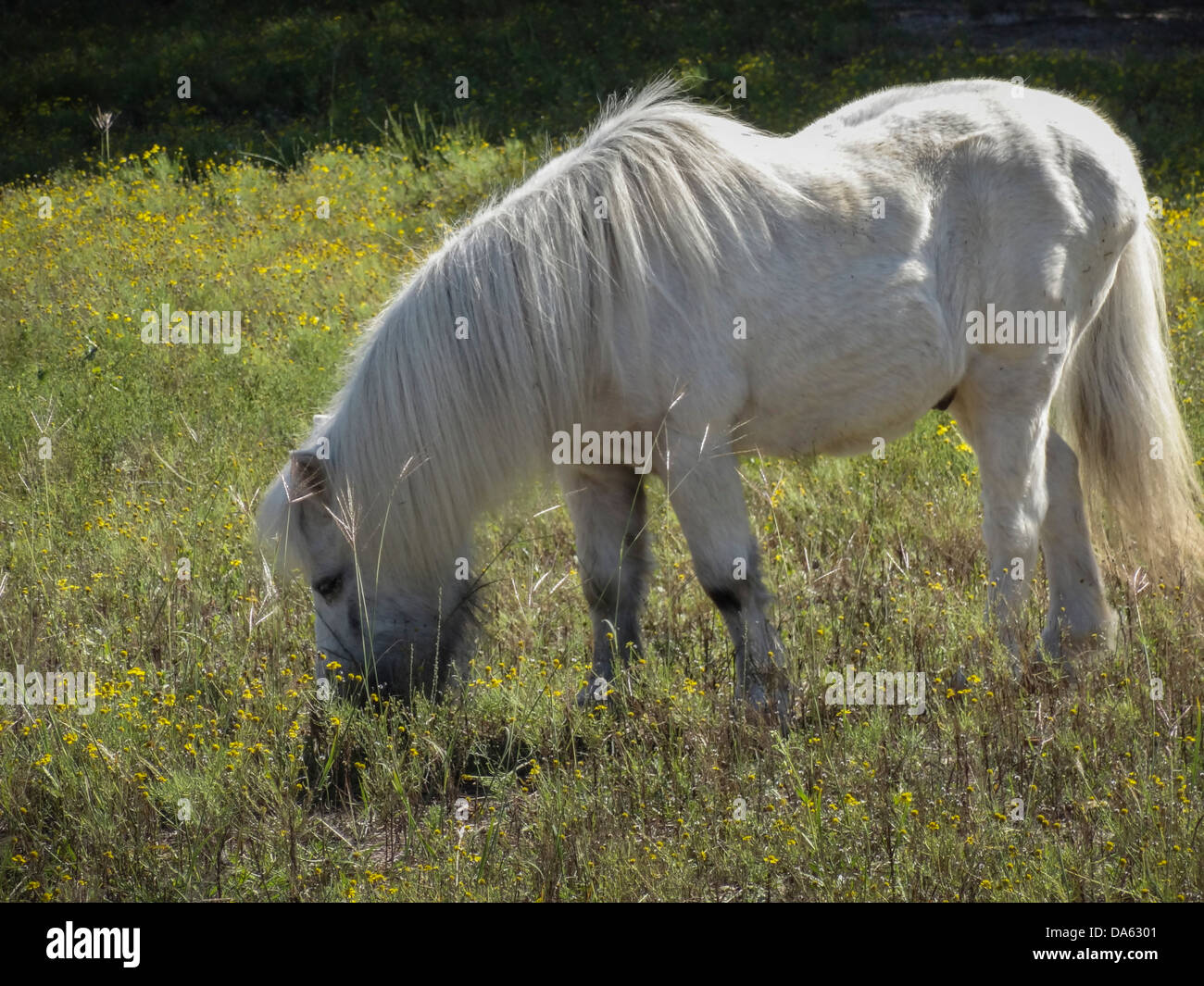 Brenham, Miniature, animal, Horse, pet, Texas, USA, United States, America, white Stock Photo