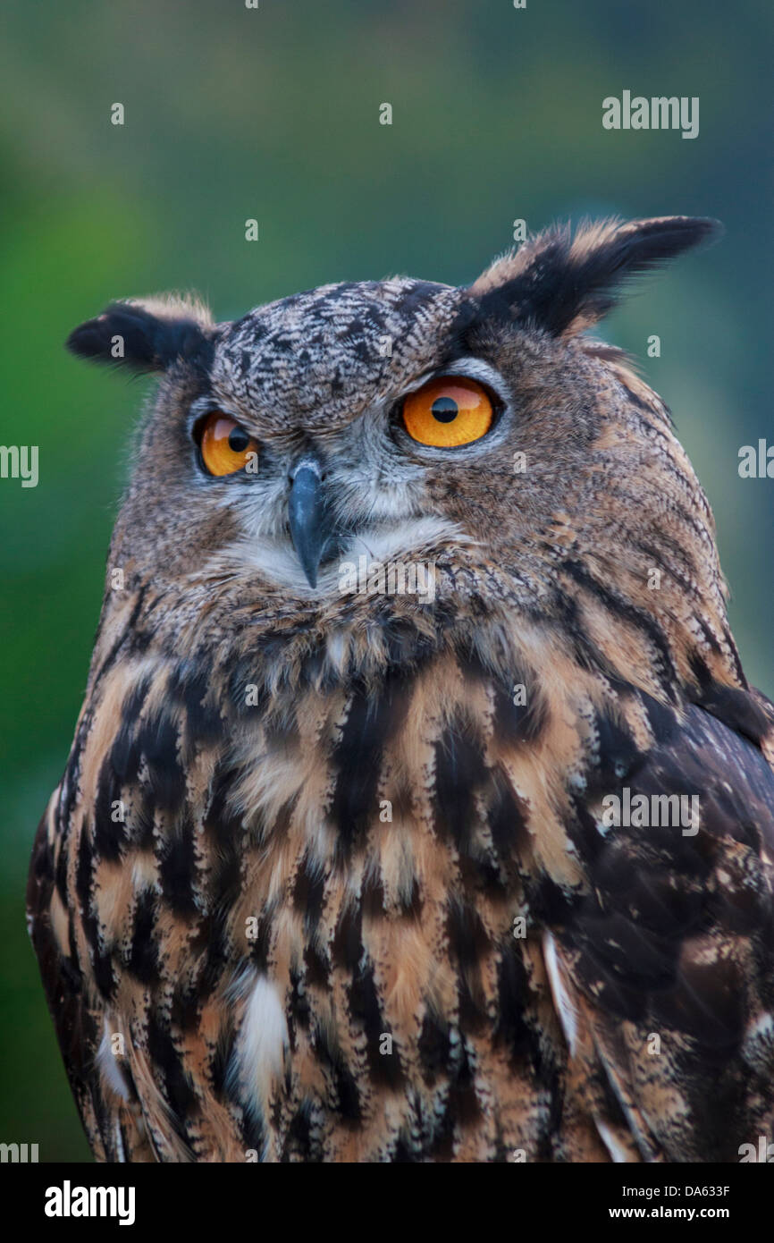 birds of prey, bird, Blackland Prairie Raptor Center, Bubo virginianus, Great Horned Owl, owl, Hunter, Strigidae, Texas, Tiger O Stock Photo