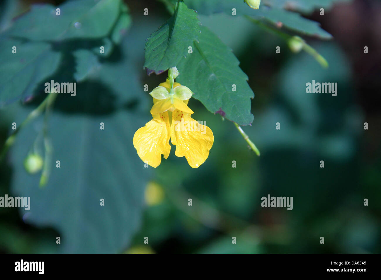 Wildflower country hi-res stock photography and images - Alamy