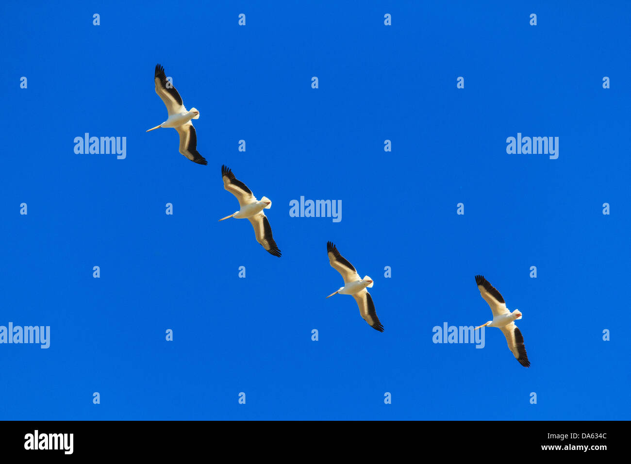 American White Pelican, pelican, bird, fly, aquatic bird, flight, Lake Texoma, Pelecaniformes, Pelecanus erythrorhynchos, Texas, Stock Photo