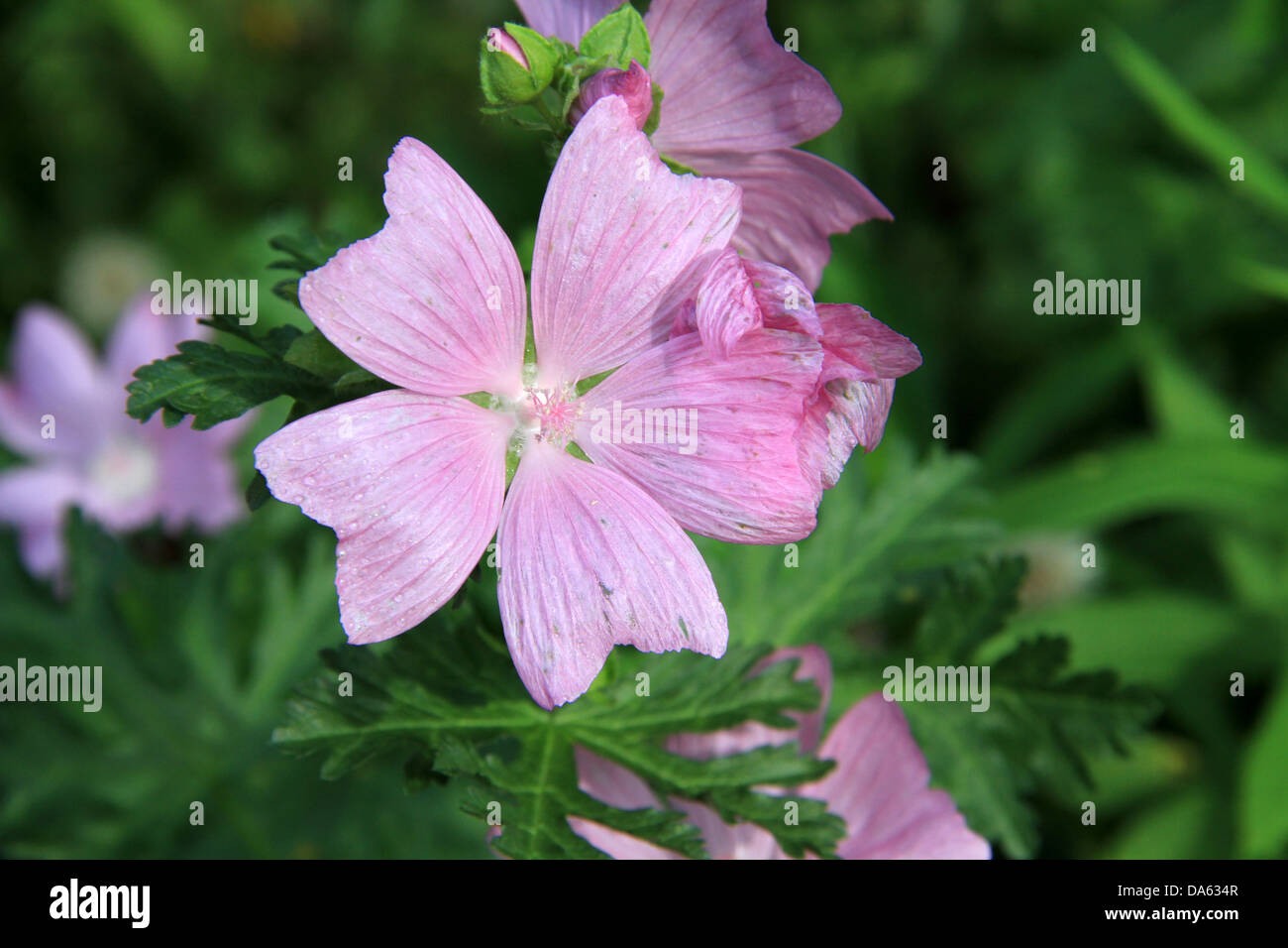 Pink and green wildflower hi-res stock photography and images - Alamy