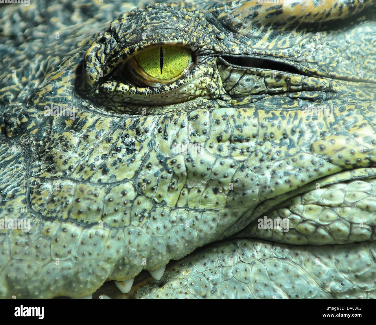 the pitiless eye of a crocodile Stock Photo - Alamy