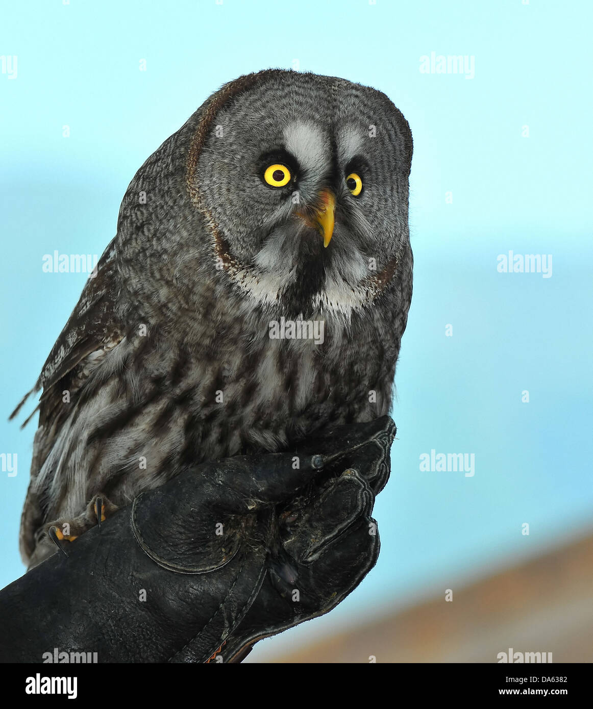 A great grey owl perched on  a falconers gauntlet Stock Photo