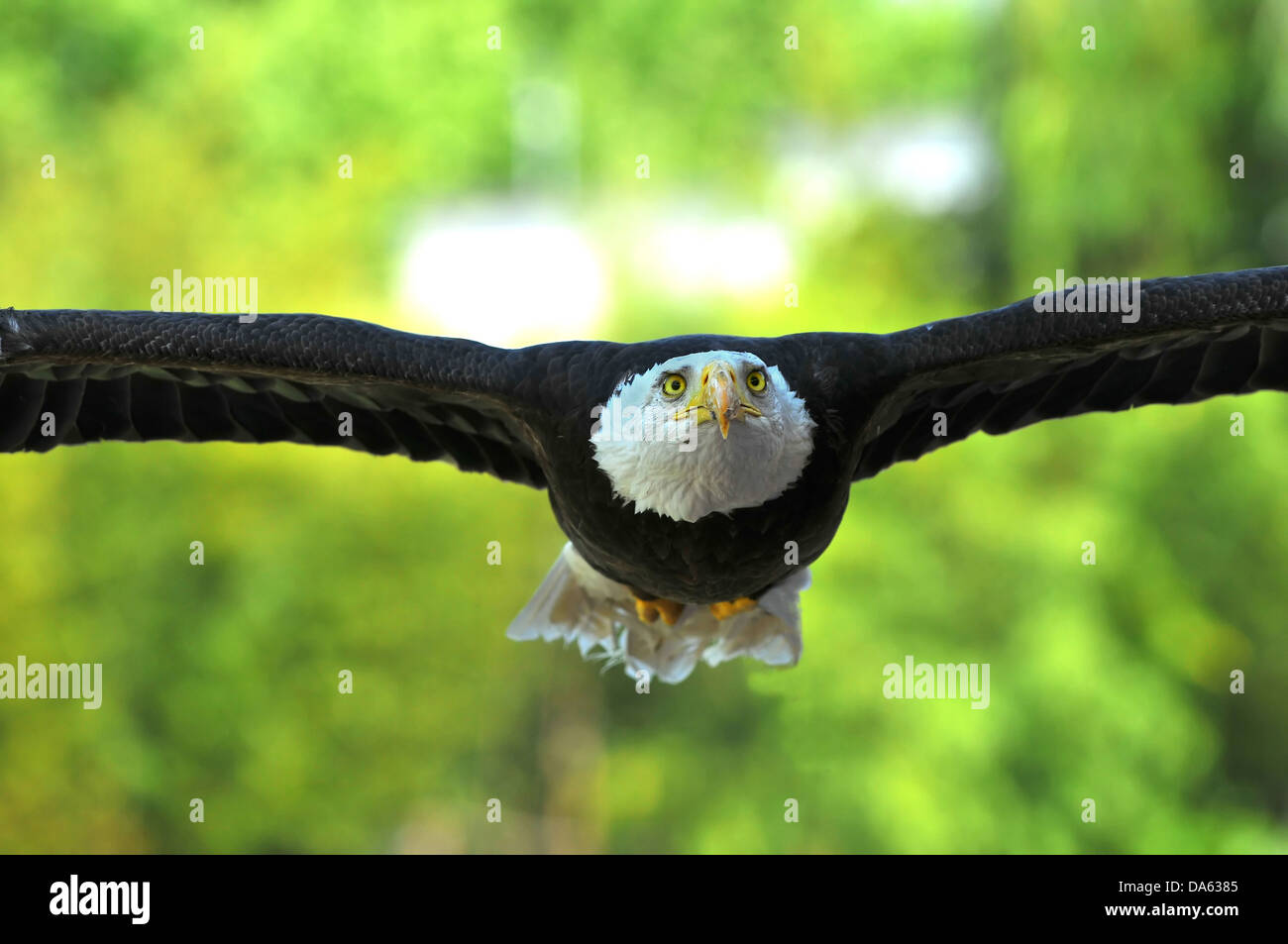 Bald Eagle gliding low with outstretched wings Stock Photo Alamy