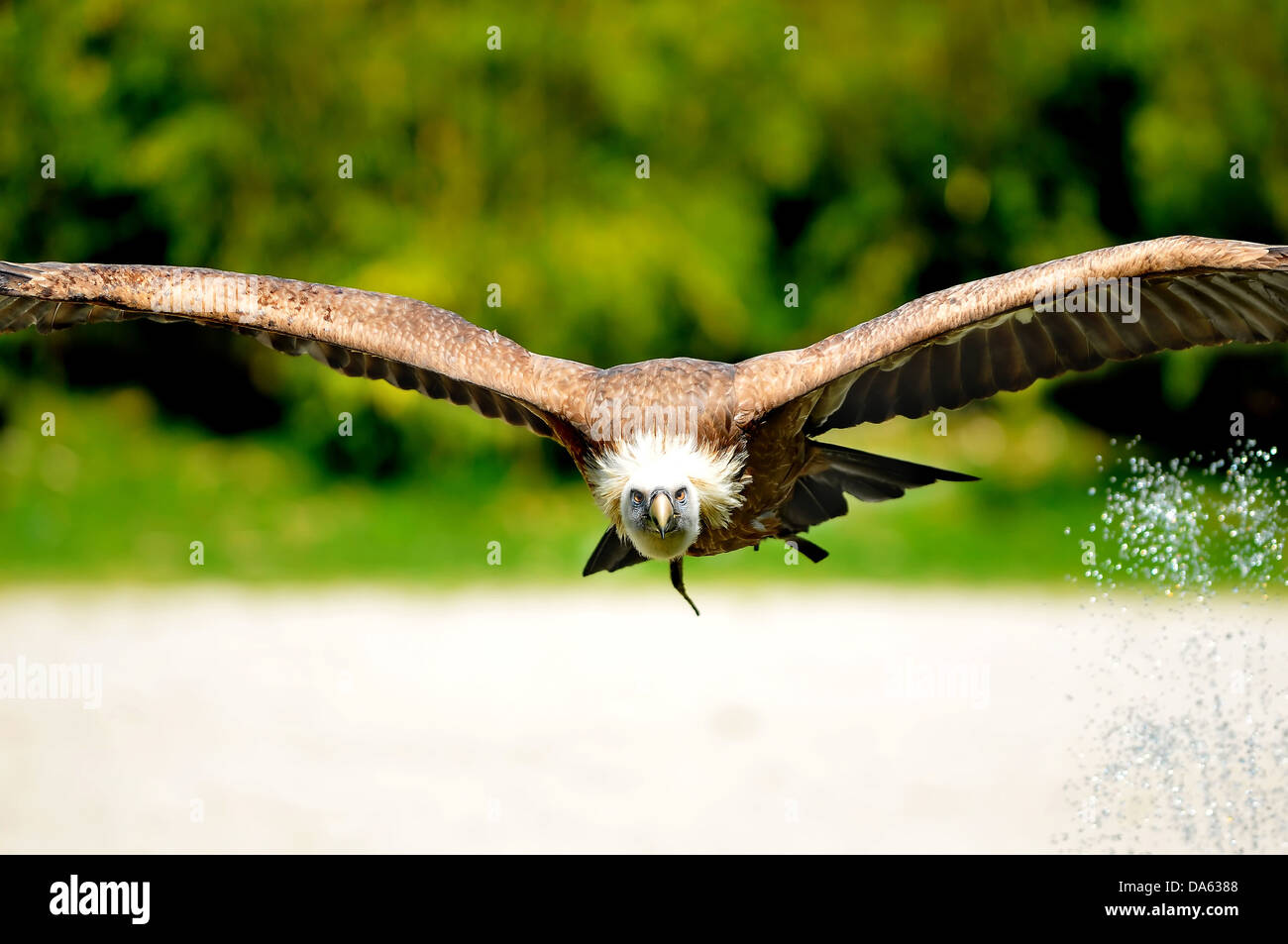 a vulture flying low over water whips up droplets with its enormous wings Stock Photo