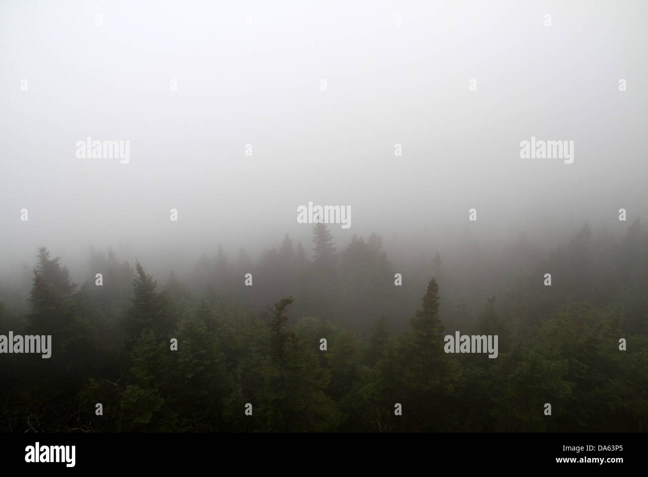 Misty forest hi-res stock photography and images - Alamy