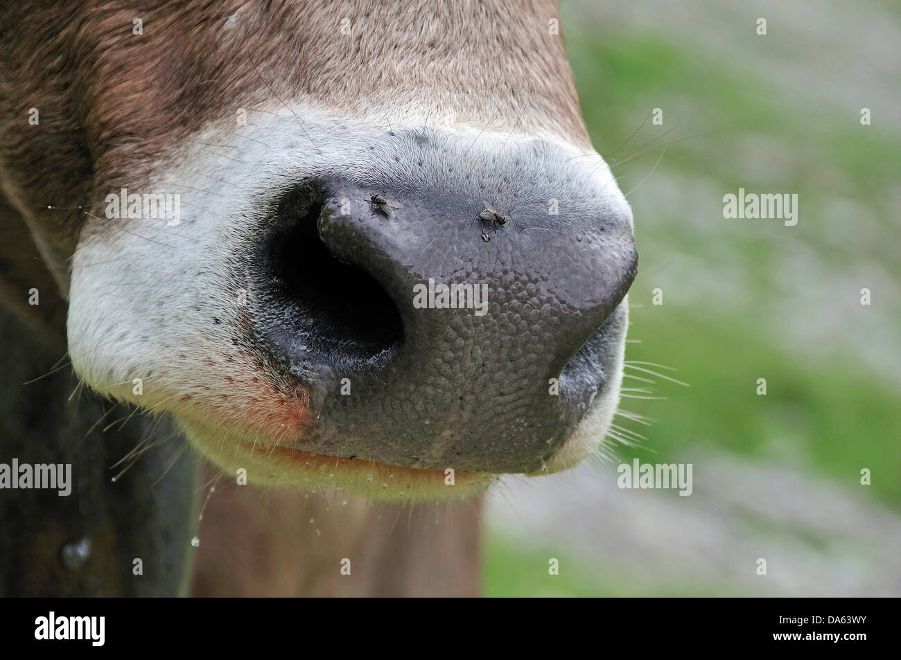 Cow', snout, bovine animal, cow, animal, animal, Bos primigenius taurus, Oytal, Oberstdorf, Allgäu, Alps, Bavaria, Germany, Euro Stock Photo