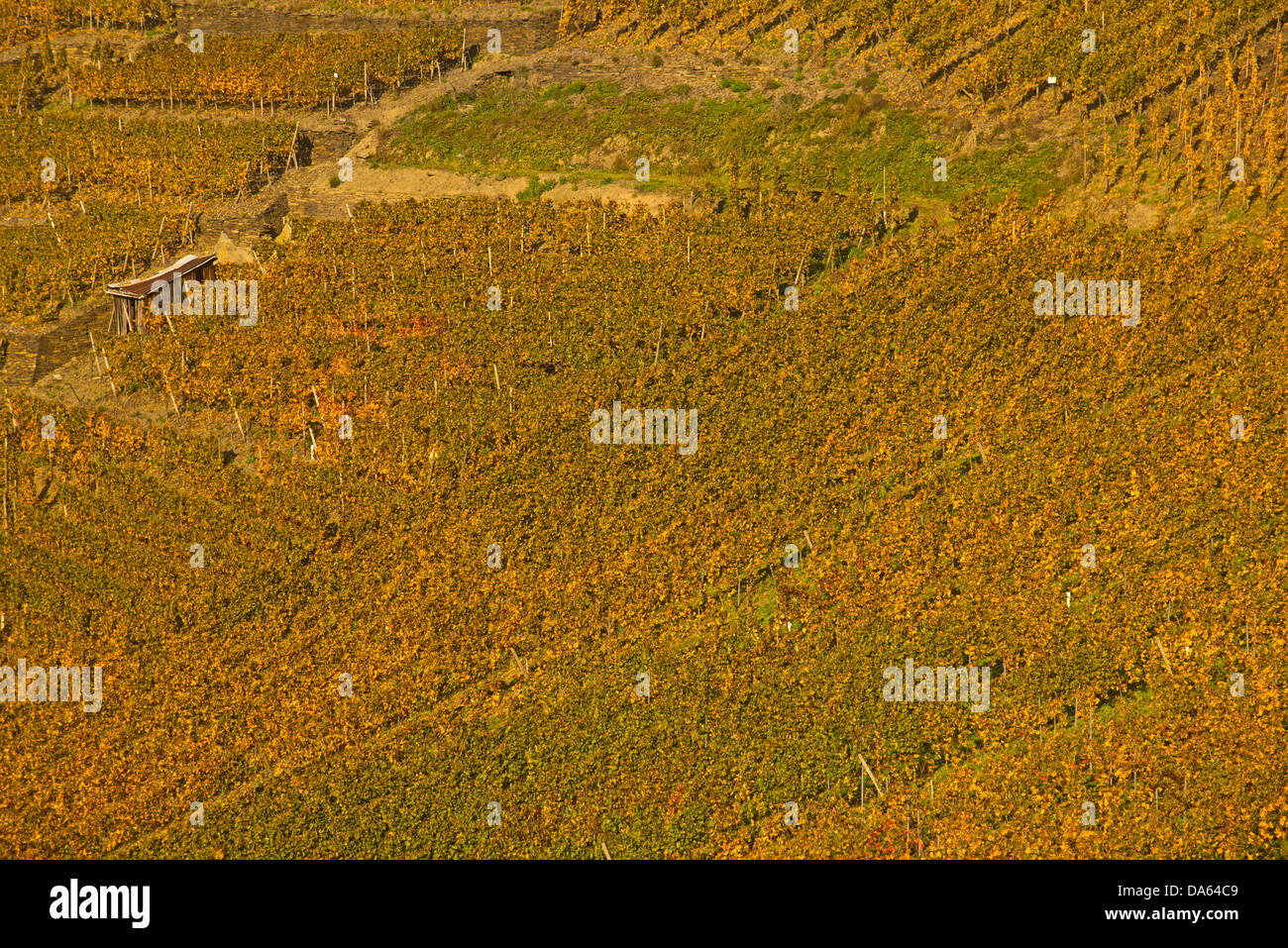 Vineyards, autumn, Saffenburg, Mayschoss, Ahrtal, wine, wine cultivation, Eifel, Rhineland-Palatinate, Germany, Europe Stock Photo