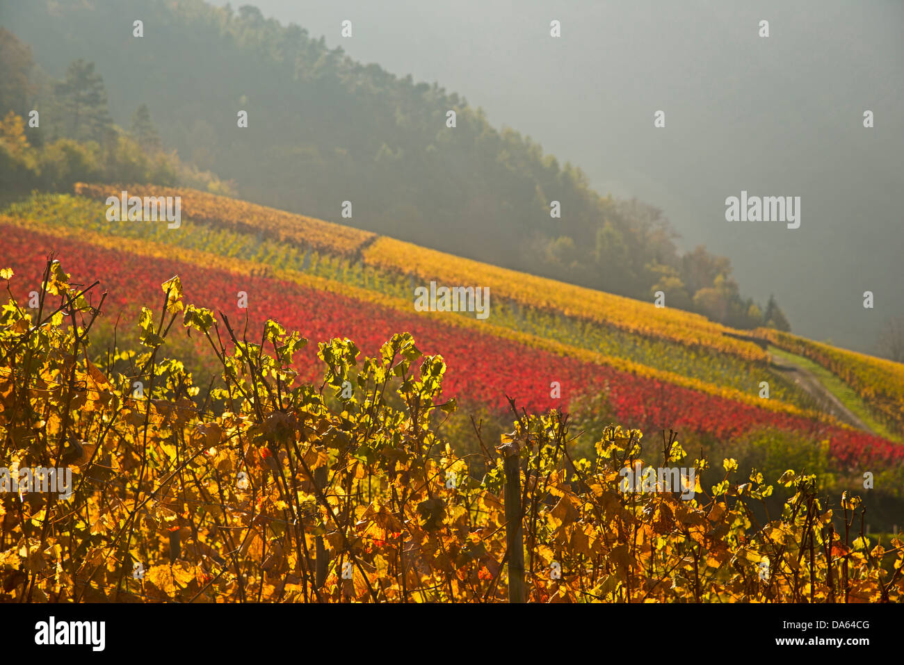 Vineyards, autumn, Saffenburg, Mayschoss, Ahrtal, wine, wine cultivation, Eifel, Rhineland-Palatinate, Germany, Europe Stock Photo