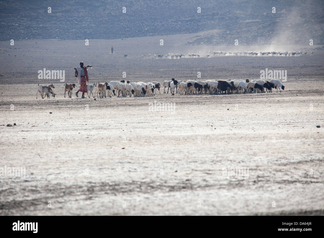 herd of goats, goats, nanny goats, Abbesee, Djibouti, Africa, scenery, landscape, nature, lake, lakes, agriculture, desert Stock Photo