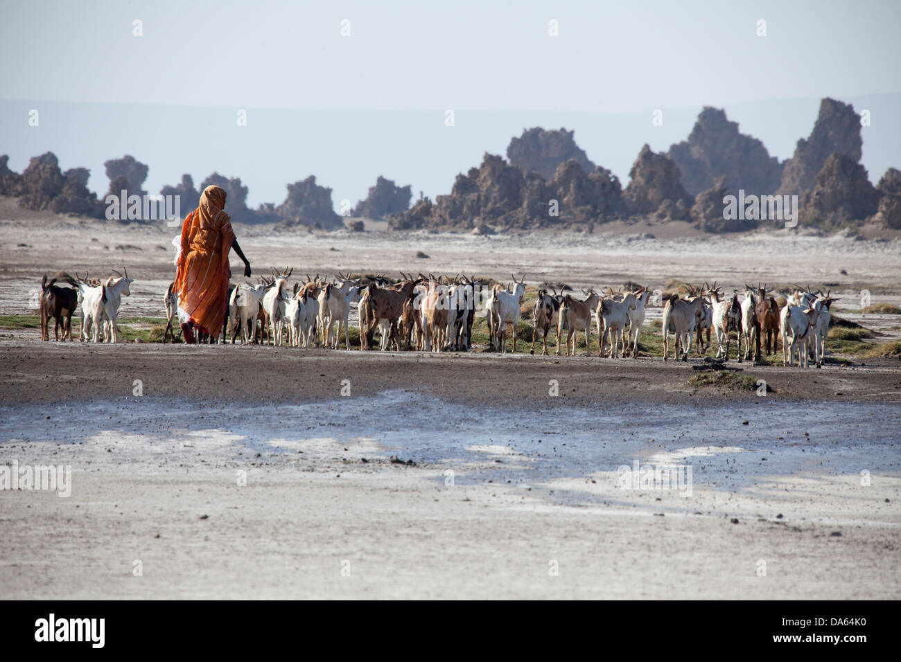 herd of goats, goats, nanny goats, Abbesee, Djibouti, Africa, scenery, landscape, nature, lake, lakes, agriculture, shepherd Stock Photo