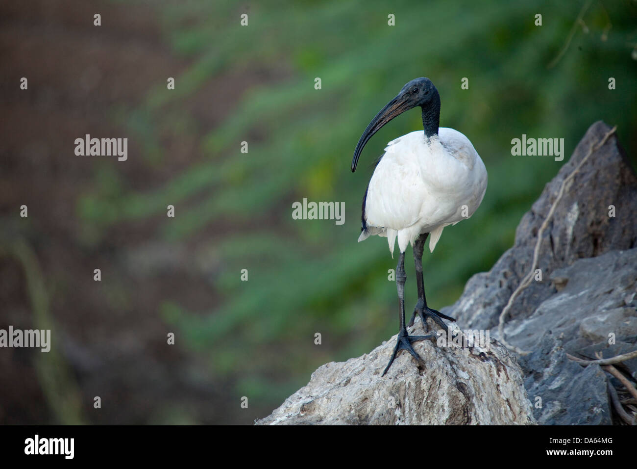 Holy ibis, Afar, Asaita, Africa, town, city, bird, birds, Ethiopia, ibis Stock Photo