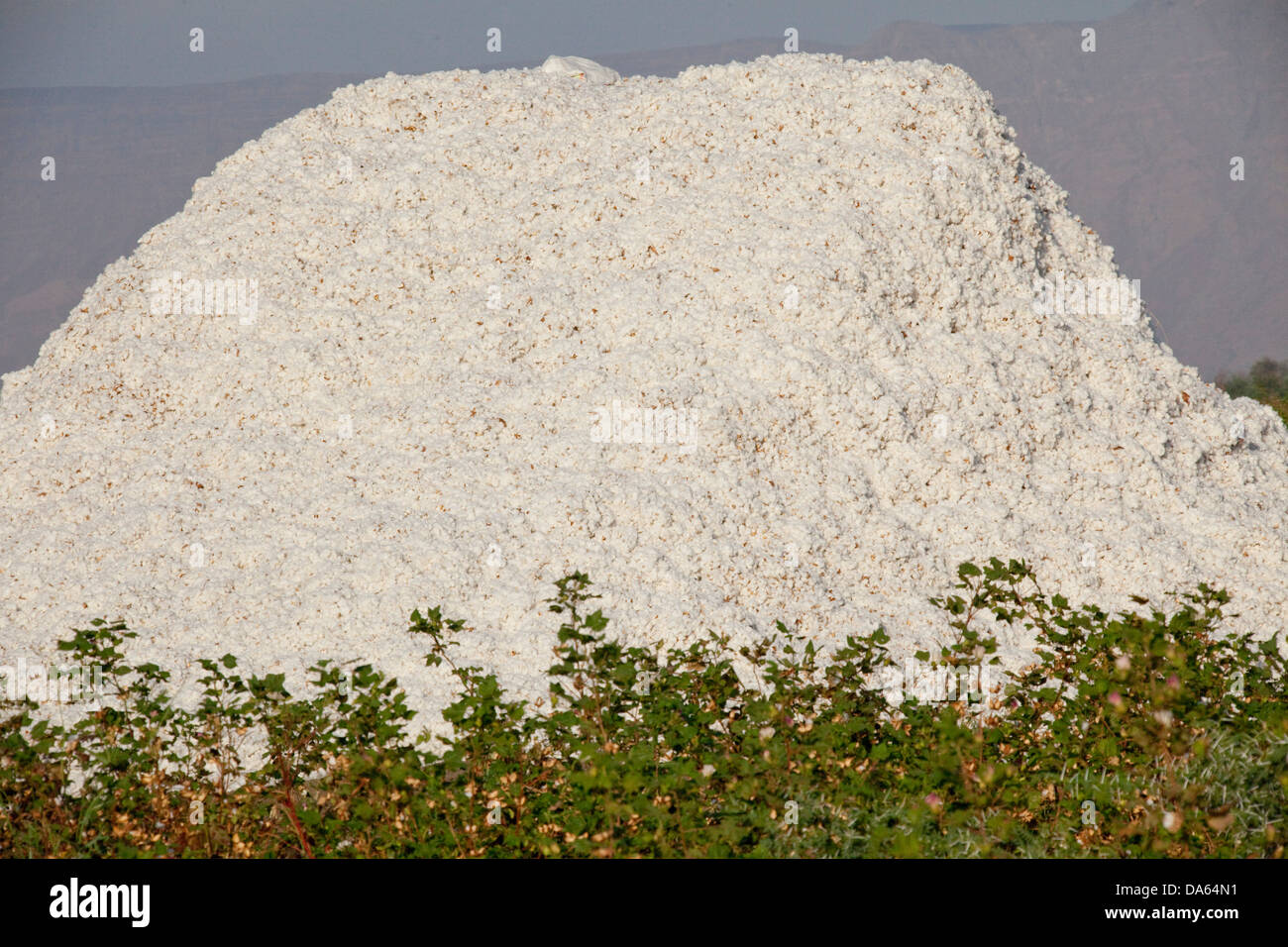 Cotton, harvest, crop, Africa, agriculture, Ethiopia, Stock Photo