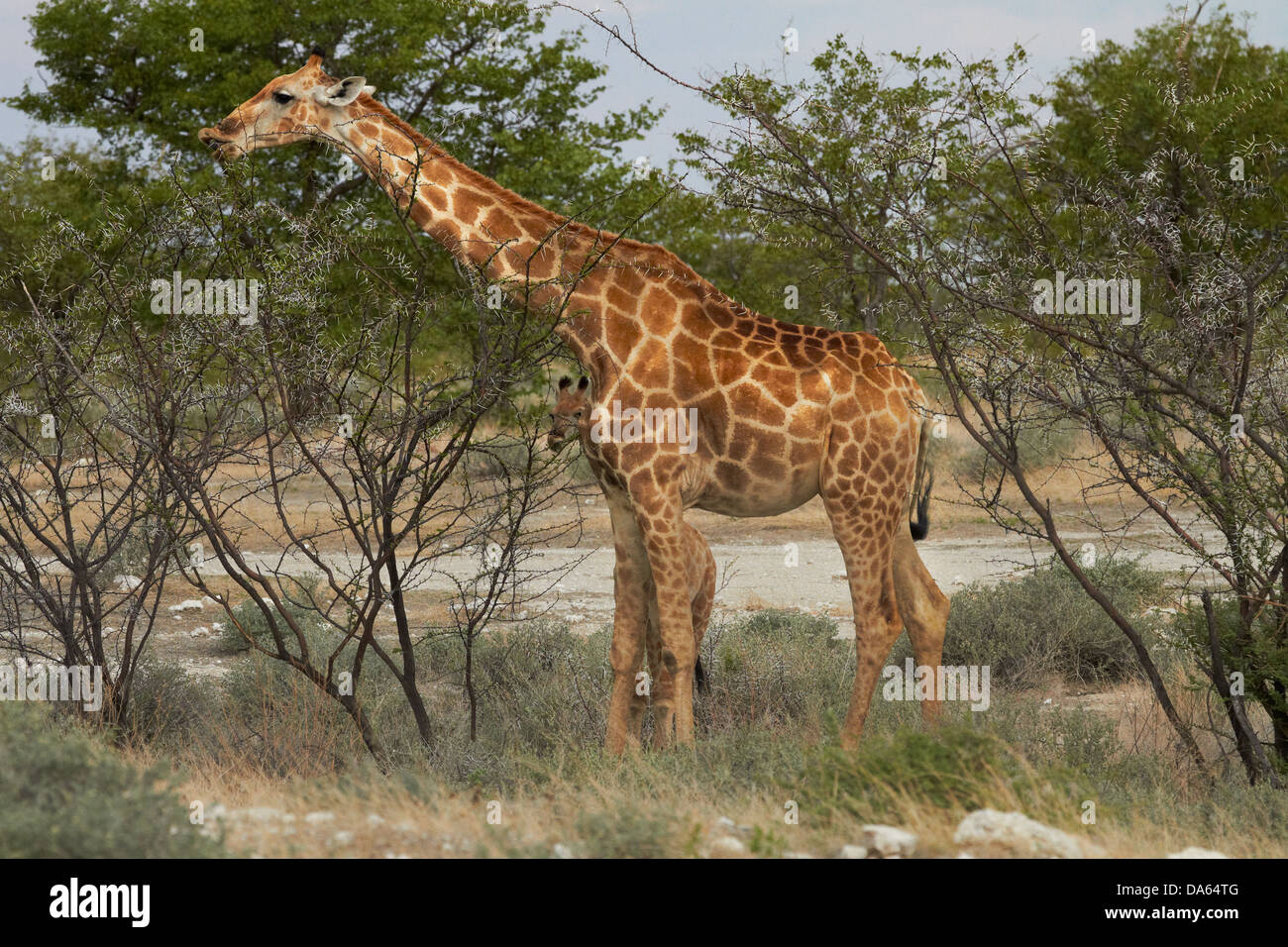 Giraffe (Giraffa camelopardalis angolensis), Etosha National Park, Namibia, Africa Stock Photo