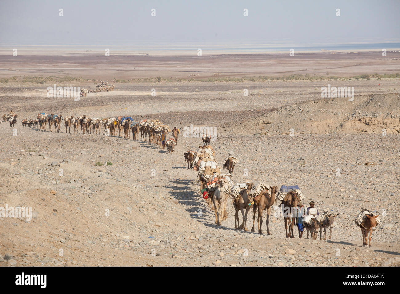 Camel caravan, Dallol, Danakil, camels, caravan, desert, Africa, traffic, transport, salt, saltwork, salt mining, Assale, salt l Stock Photo