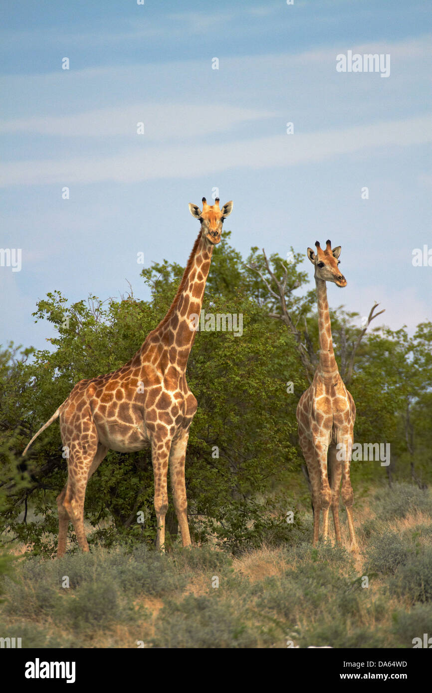 Giraffe (Giraffa camelopardalis angolensis), Etosha National Park, Namibia, Africa Stock Photo