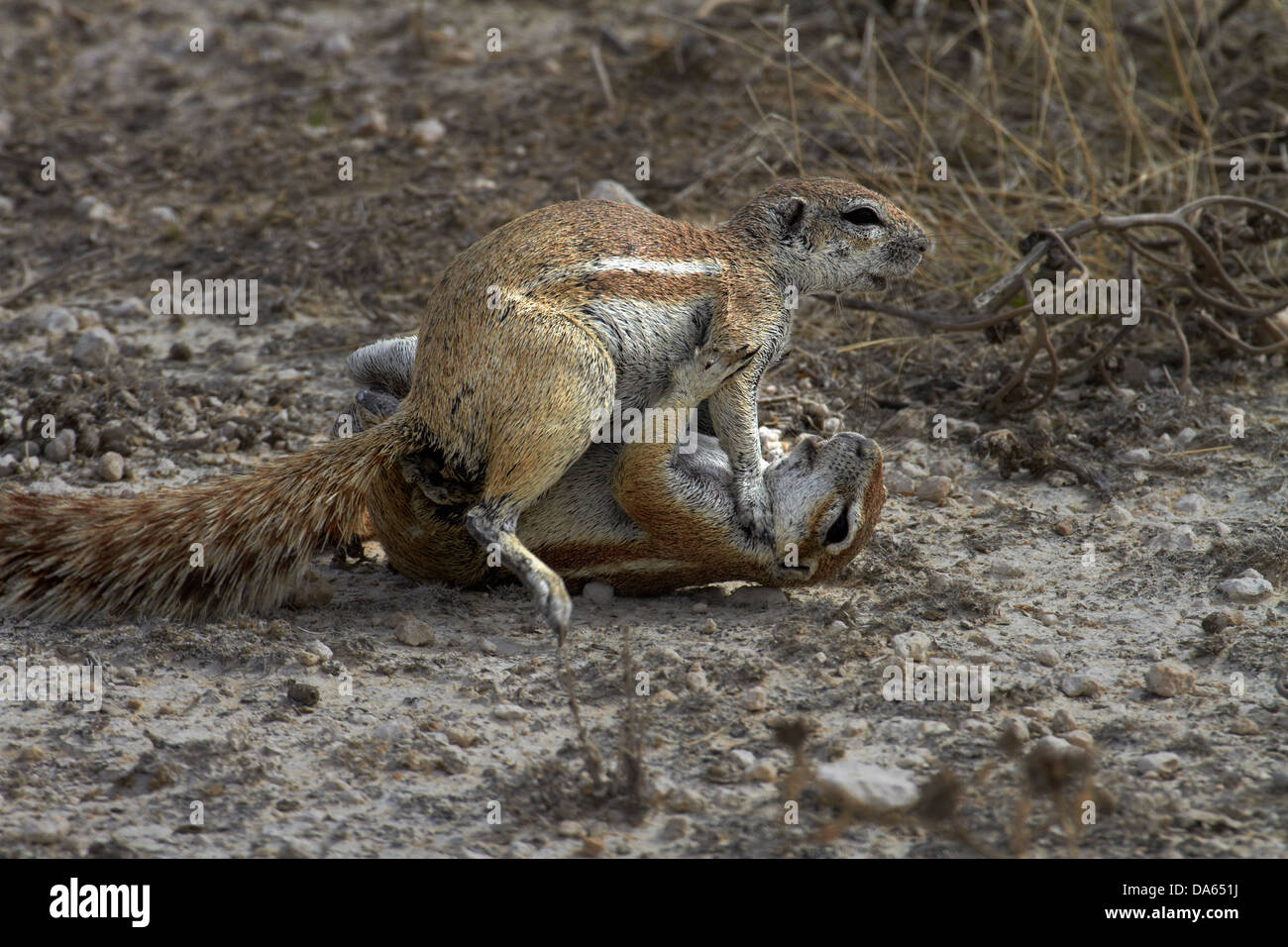 Cape ground squirrels fighting ( Xerus inauris ), Etosha National Park, Namibia, Africa Stock Photo