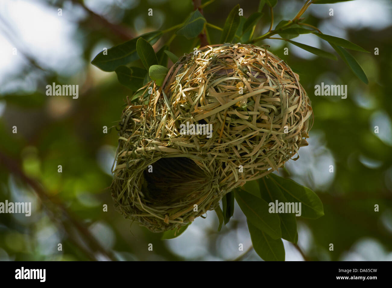 Nest of Southern masked weaver, Etosha National Park, Namibia, Africa Stock Photo