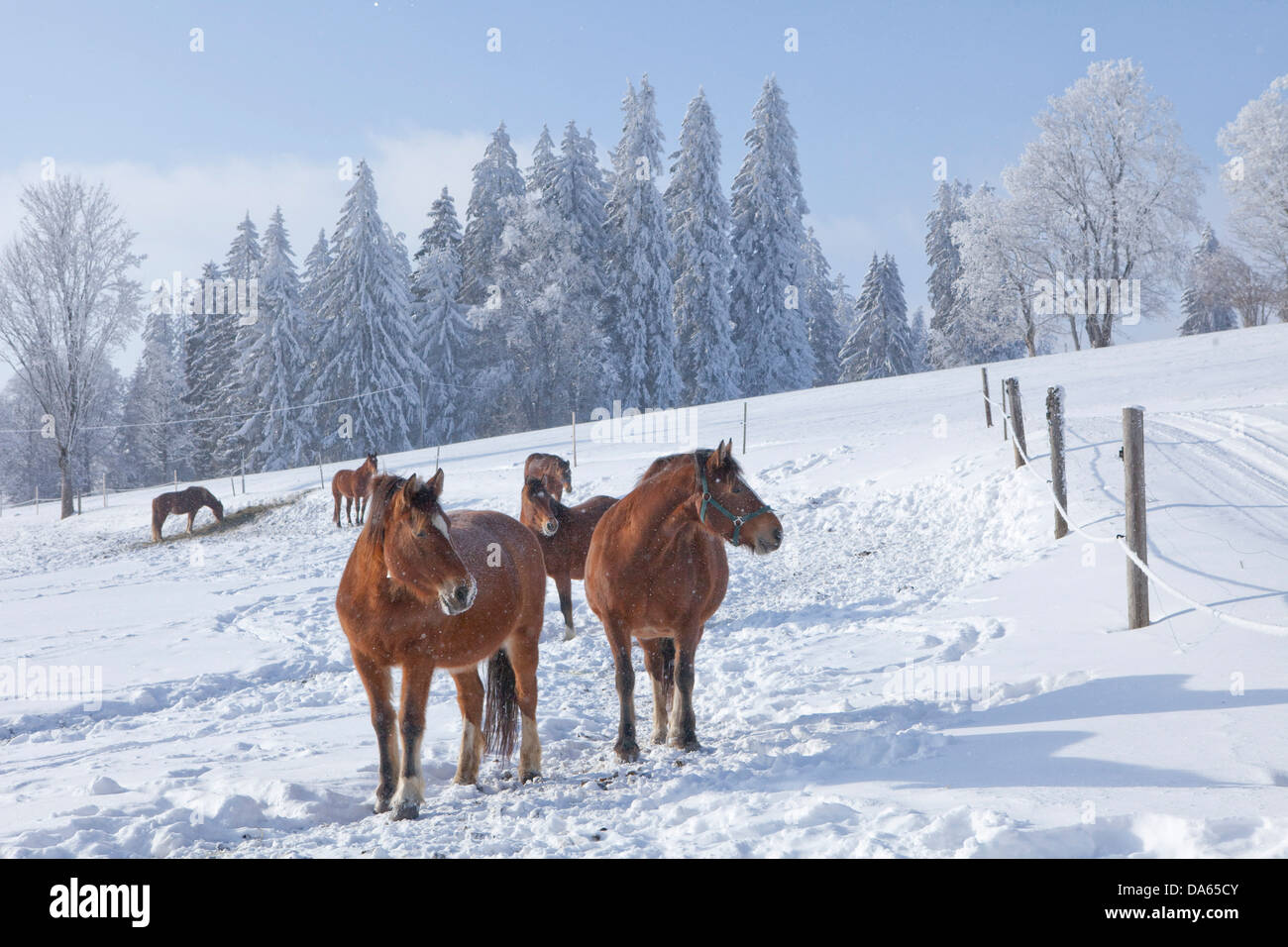 Horses, Jura, winter, canton, JU, Jura, horse, Switzerland, Europe, snow, Saignelegier Stock Photo