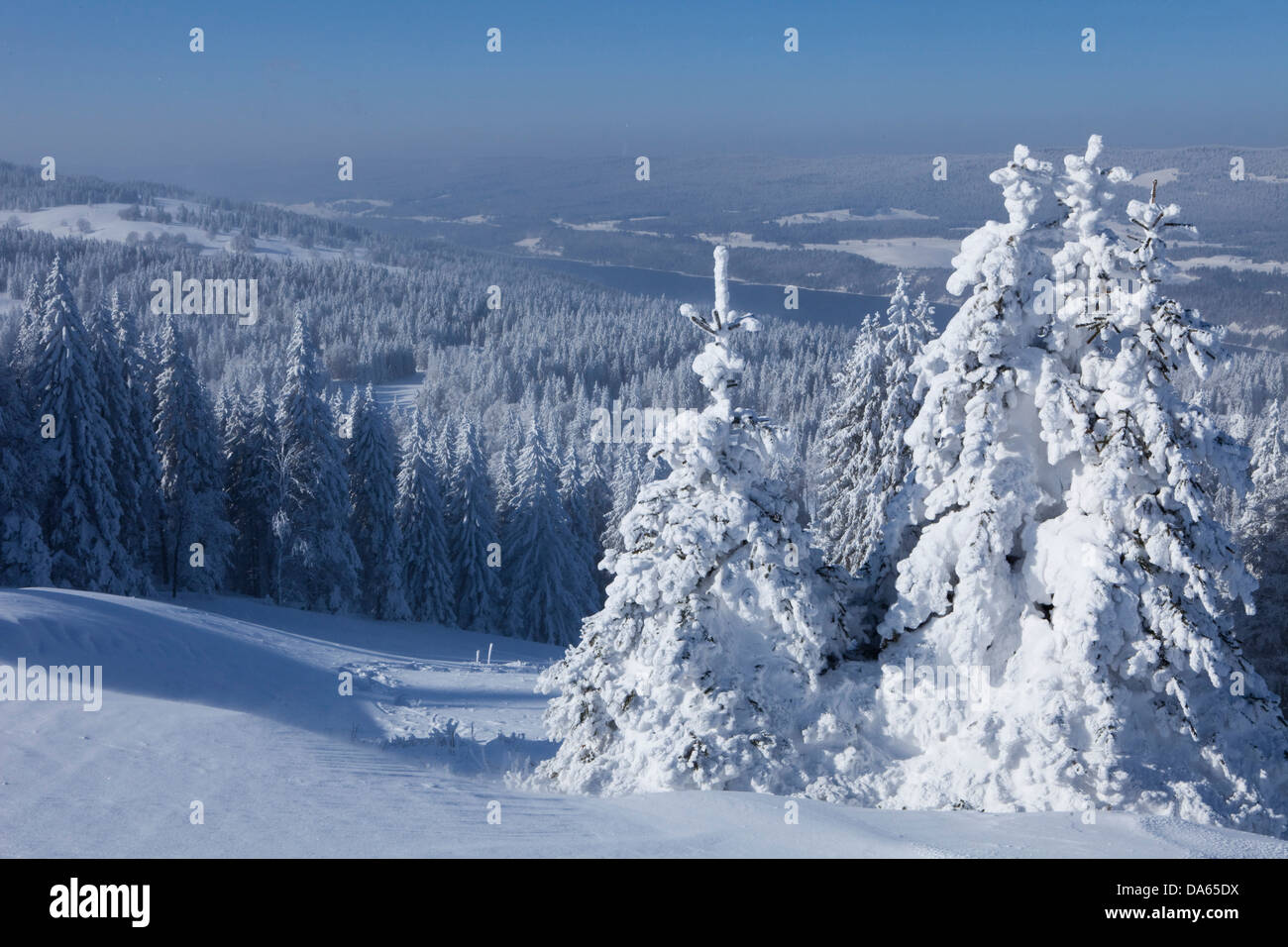 Winter trees, winter, canton, VD, Vaud, snow, tree, trees, wood, forest, snow, firs, Switzerland, Europe, Col du Mollendruz, Val Stock Photo