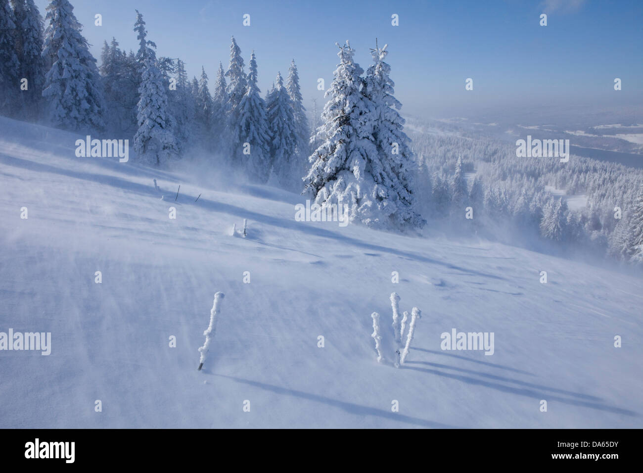 Winter trees, winter, canton, VD, Vaud, snow, tree, trees, wood, forest, snow, firs, Switzerland, Europe, Col du Mollendruz, Val Stock Photo