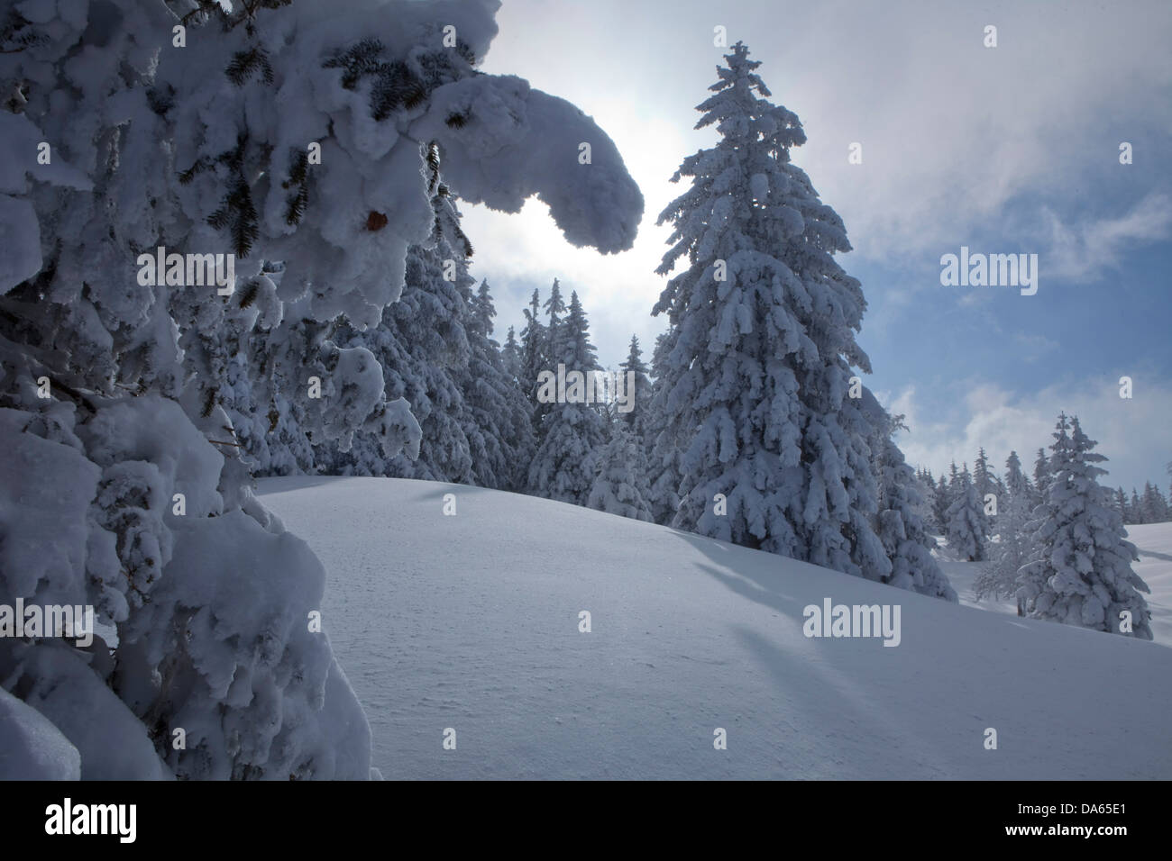 Winter trees, winter, canton, VD, Vaud, snow, tree, trees, wood, forest, snow, firs, Switzerland, Europe, Col du Mollendruz, Val Stock Photo