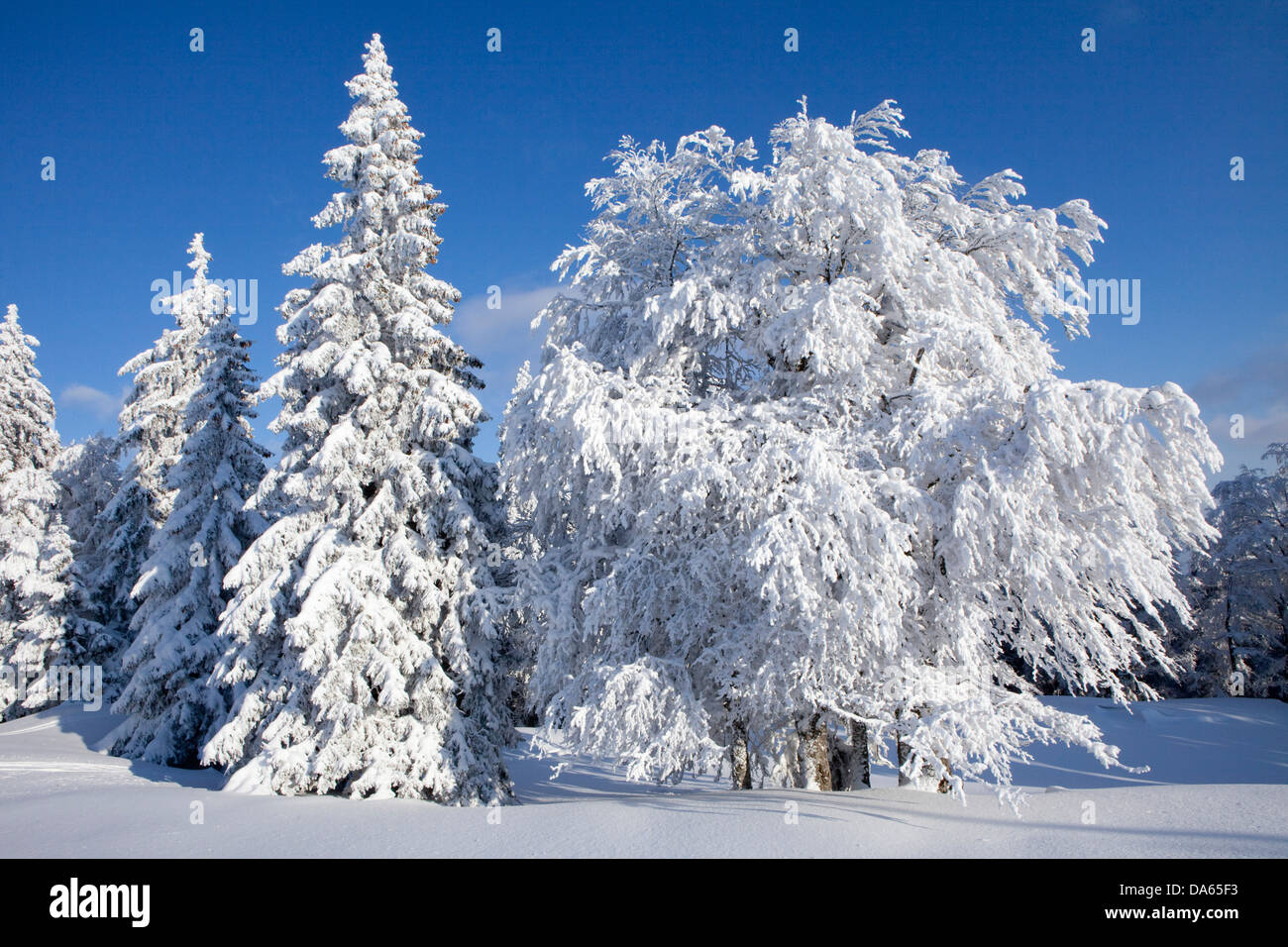 Winter trees, winter, canton, VD, Vaud, snow, tree, trees, wood, forest, Switzerland, Europe, white, firs, snow Stock Photo