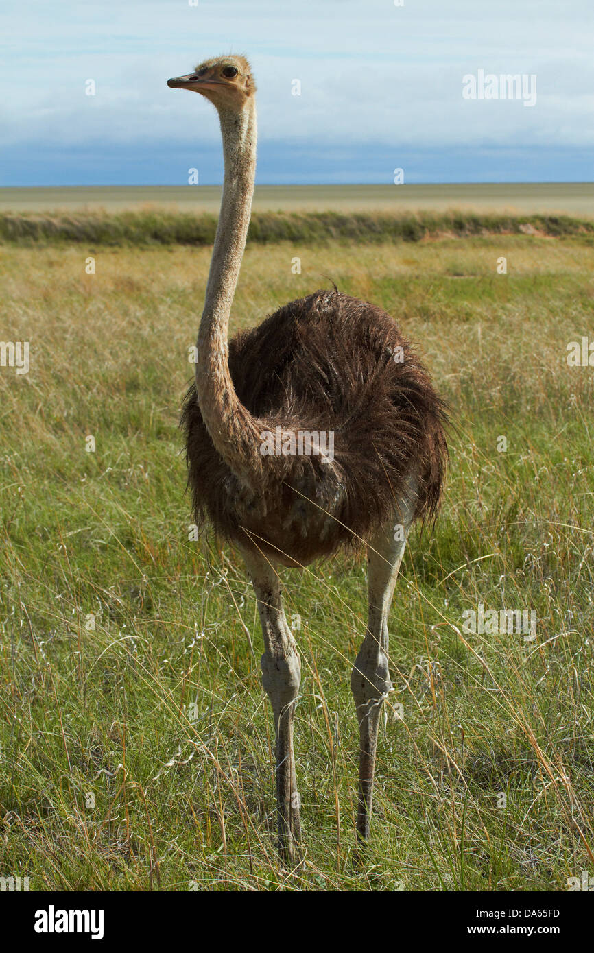 Ostrich (Struthio camelus), Etosha National Park, Namibia, Africa Stock Photo