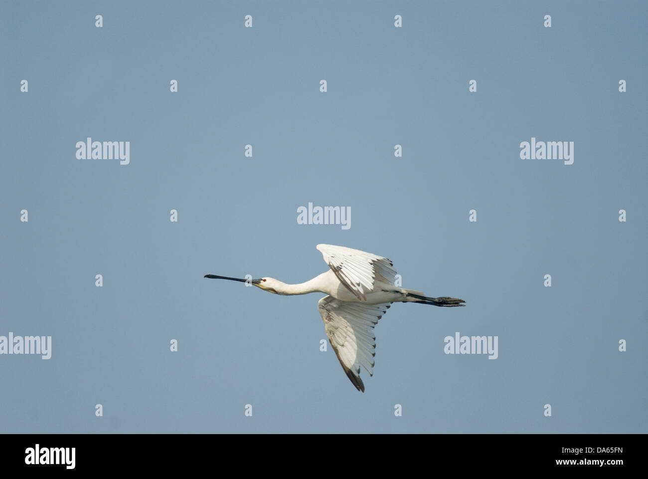 Eurasian Spoonbill taking a flight at Bhigwan Dam backwaters on the Pune Solapur highway in Maharashtra . Stock Photo