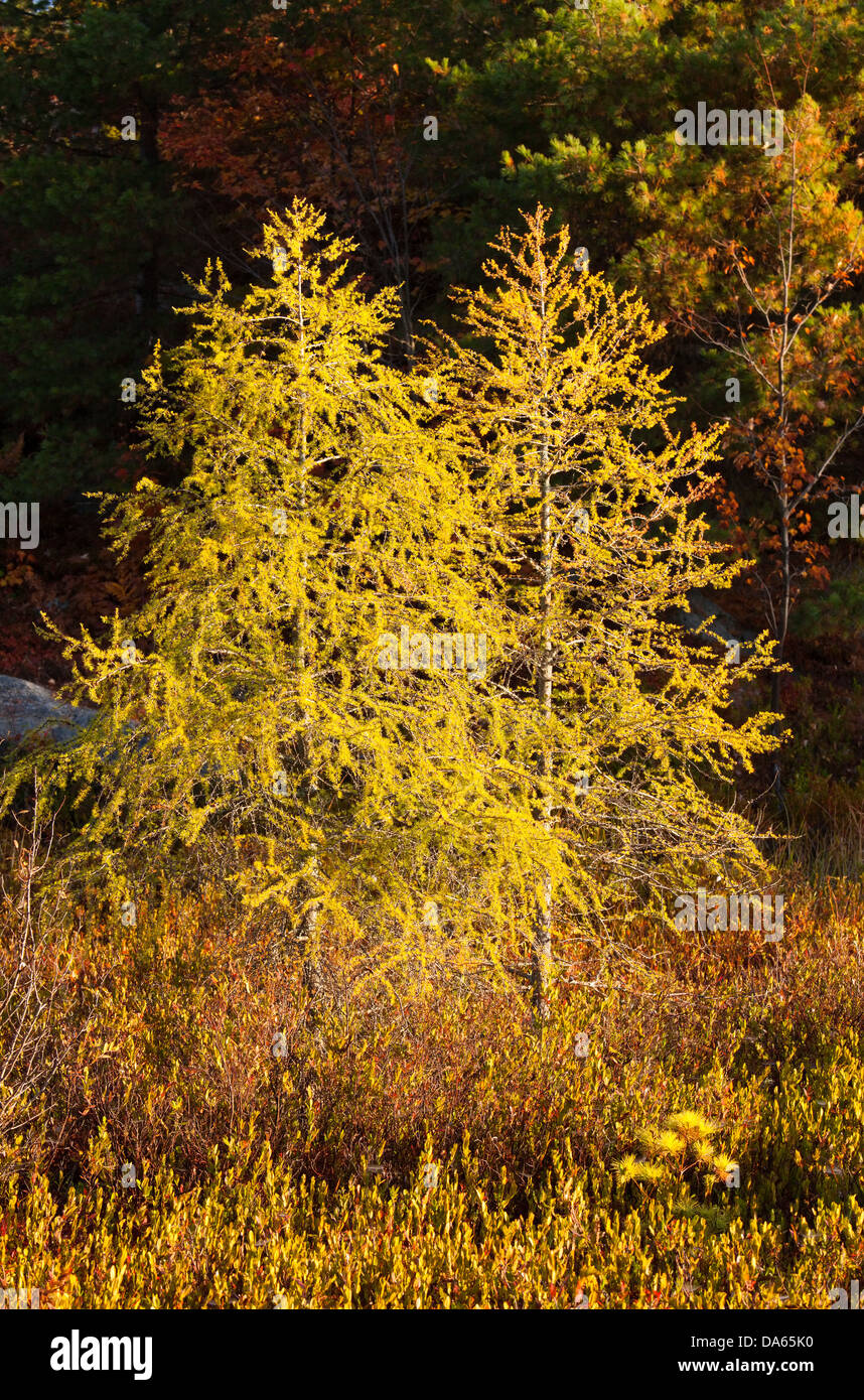 Two Golden Larch trees in prime colour. Muskoka, Ontario, Canada. Stock Photo