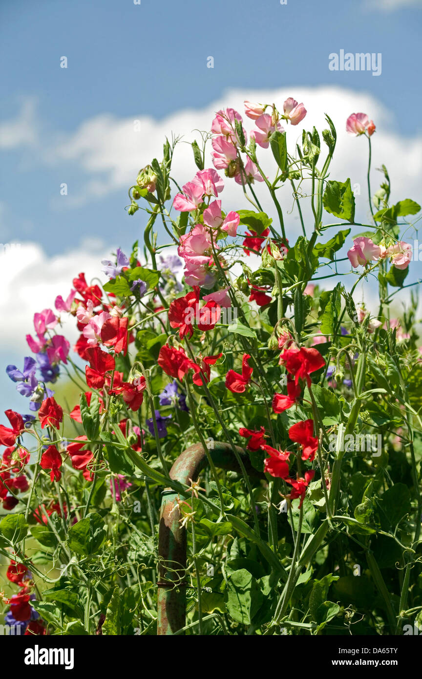 Variously coloured sweet pea flowers and vines growing through a rustic gate against a blue sky. Stock Photo
