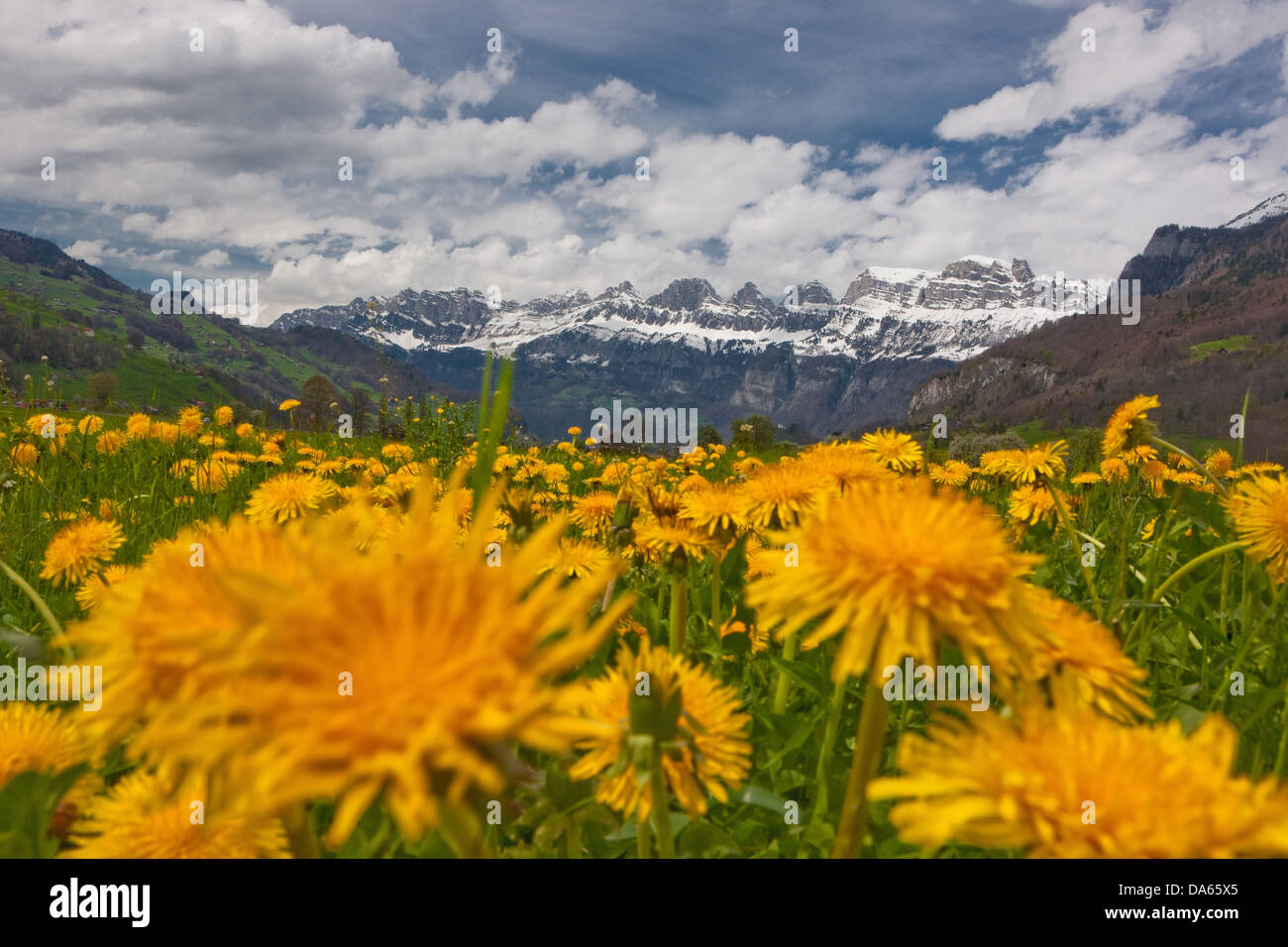 Churfirsten, mountain, mountains, flower, flowers, spring, canton, SG