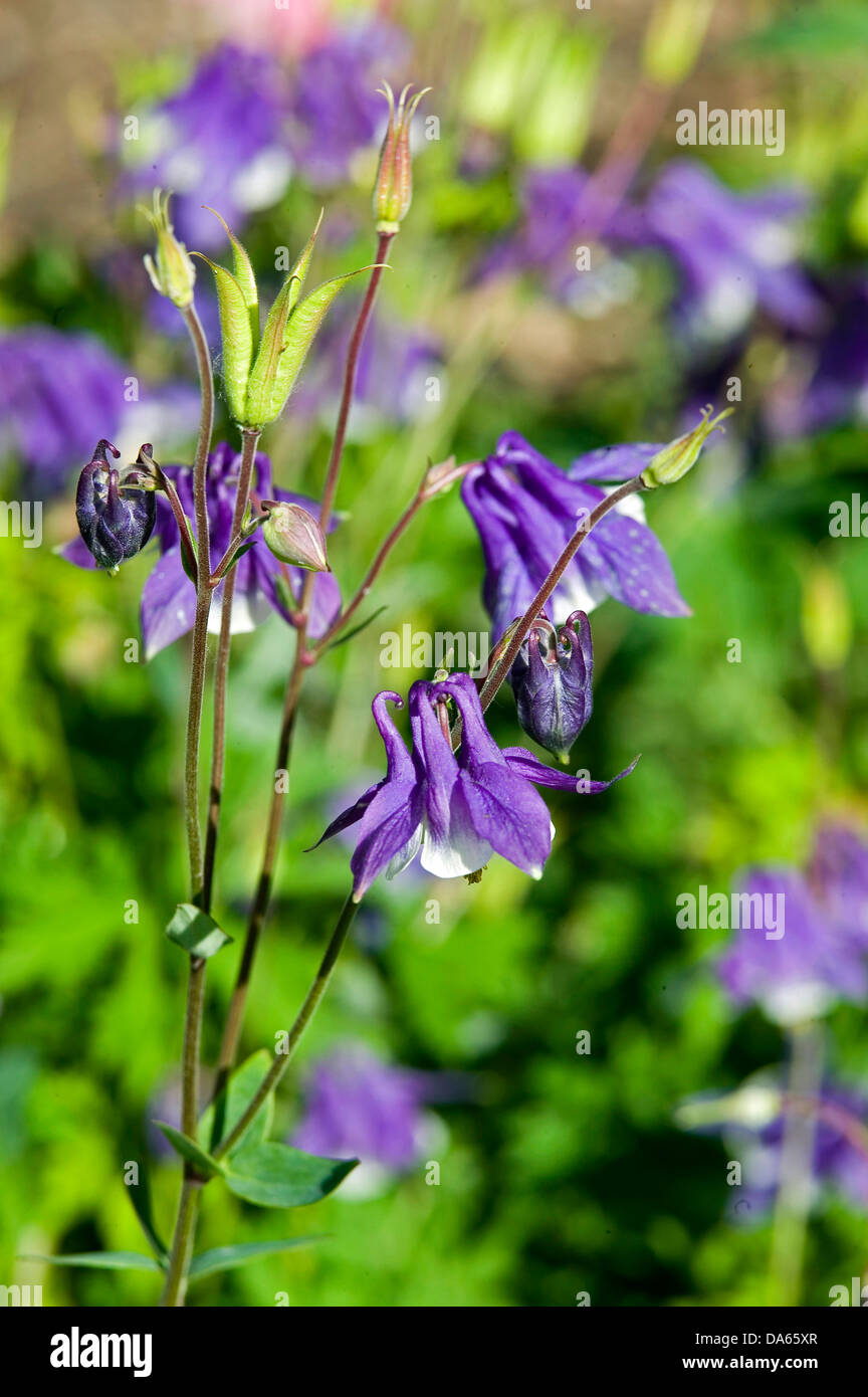 A close up of three purple bell-shaped columbine flowers in a garden