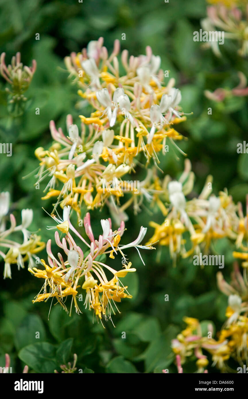 A closeup of the yellow and white flowers of a garden honeysuckle plant. Stock Photo