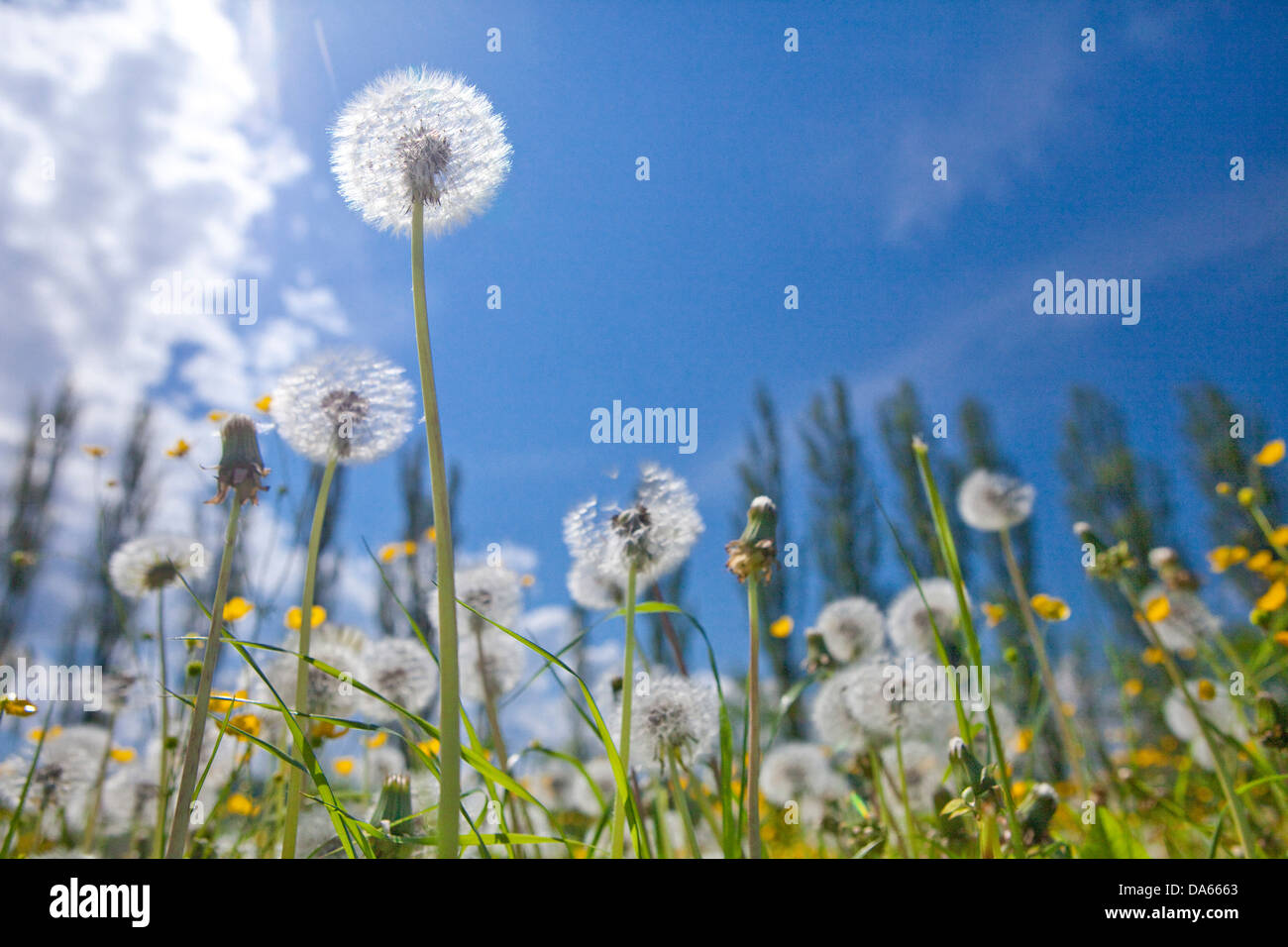 Flower meadow, flowers, tree row, canton, SG, St. Gallen, tree, trees, flower, spring, puff's flower, dandelion, Switzerland, Eu Stock Photo