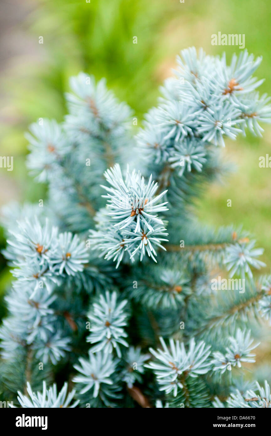 A close up of the needle foliage of a native American Colorado blue spruce. Stock Photo