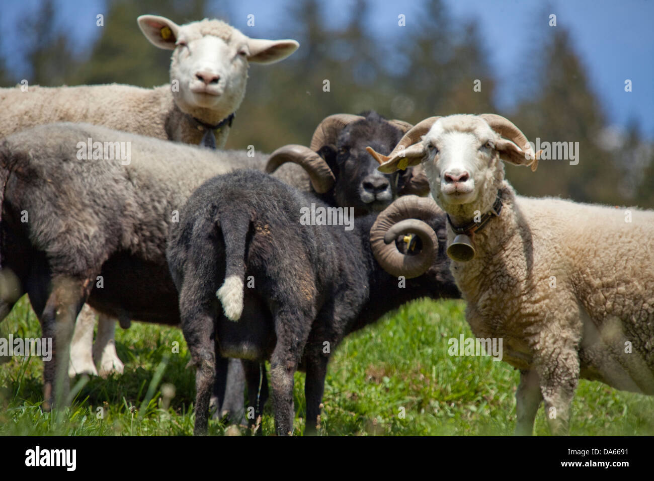 Bündner uplands, sheep, Trun, agriculture, canton, GR, Graubünden, Grisons, animals, animal, sheep Switzerland, Europe, Stock Photo