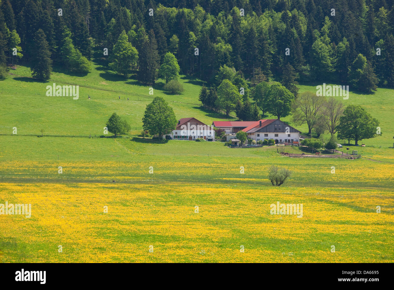 La Chaux-du-Milieux, canton, NE, Neuenburg, Neuchatel, Jura, village, agriculture, Switzerland, Europe, Le Locle, meadow Stock Photo